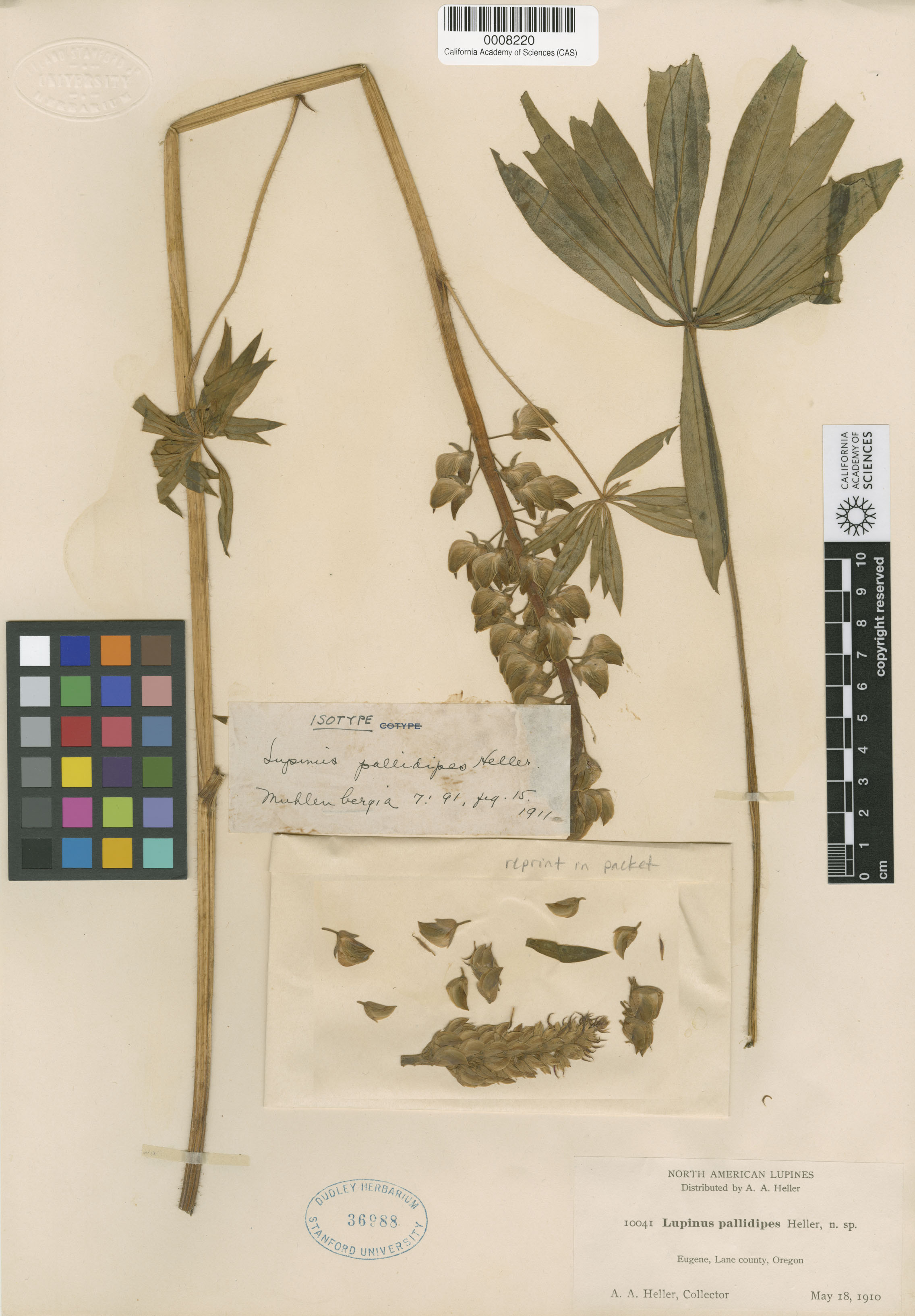 Lupinus pallidipes image