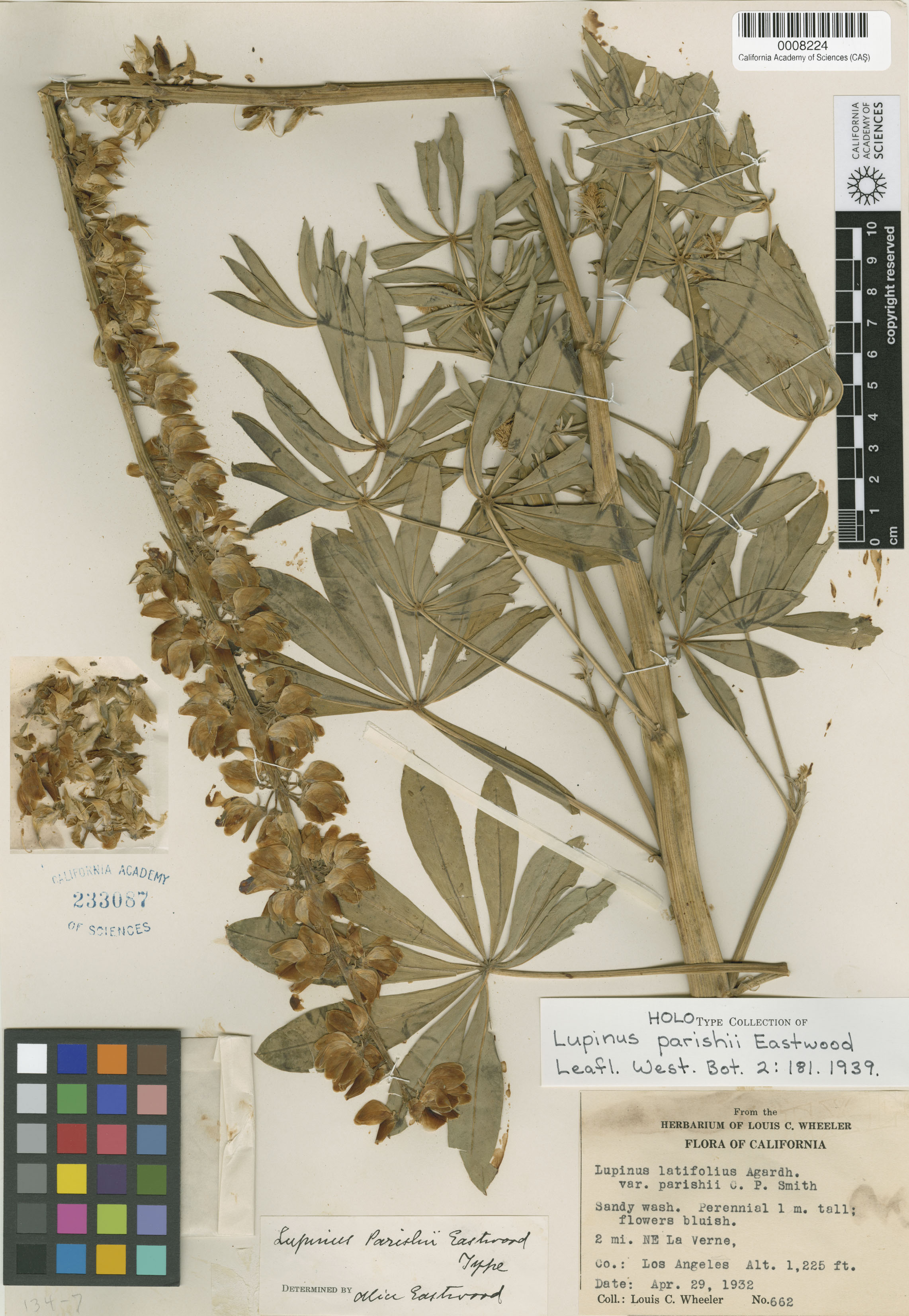 Lupinus parishii image