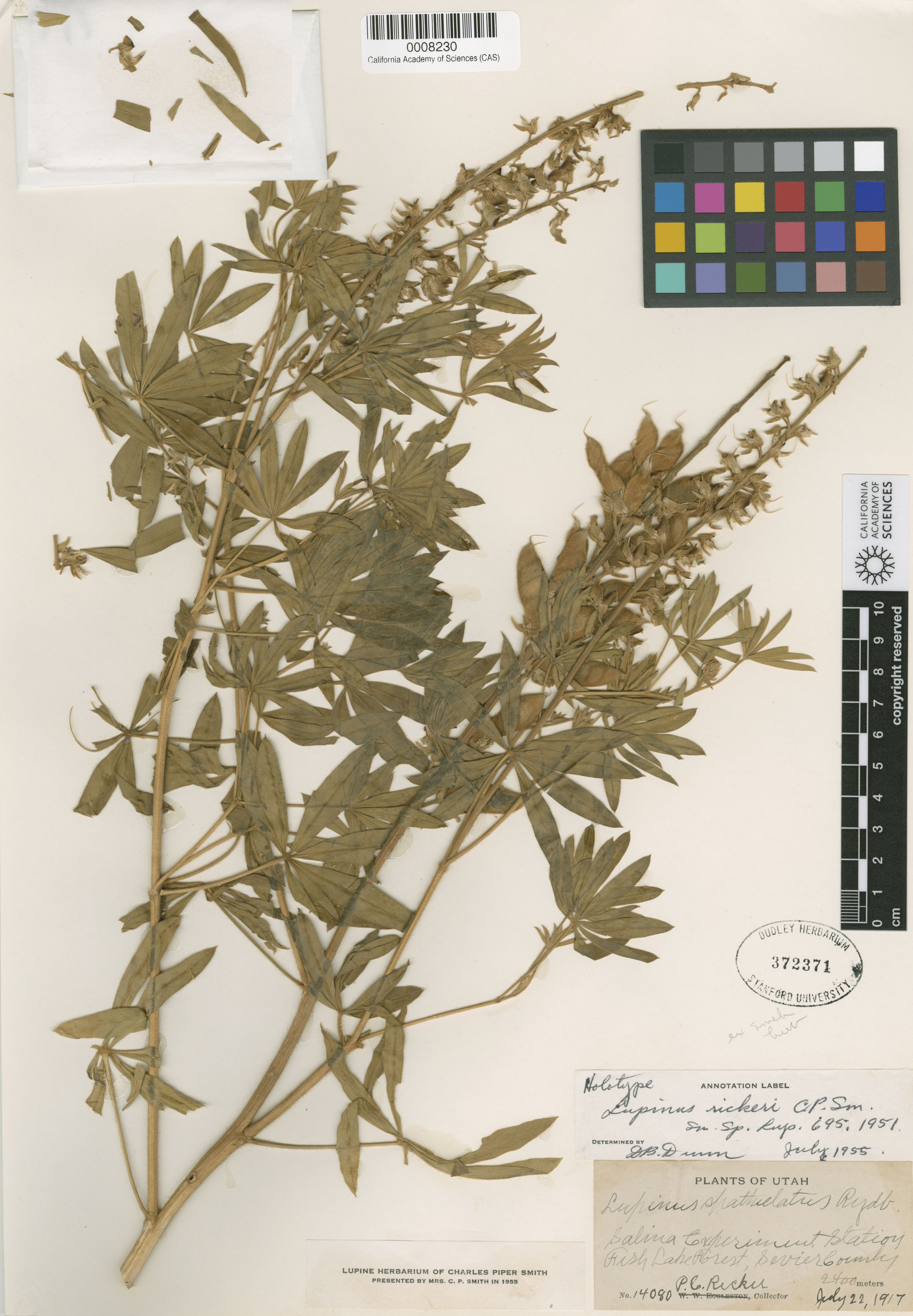 Lupinus rickeri image