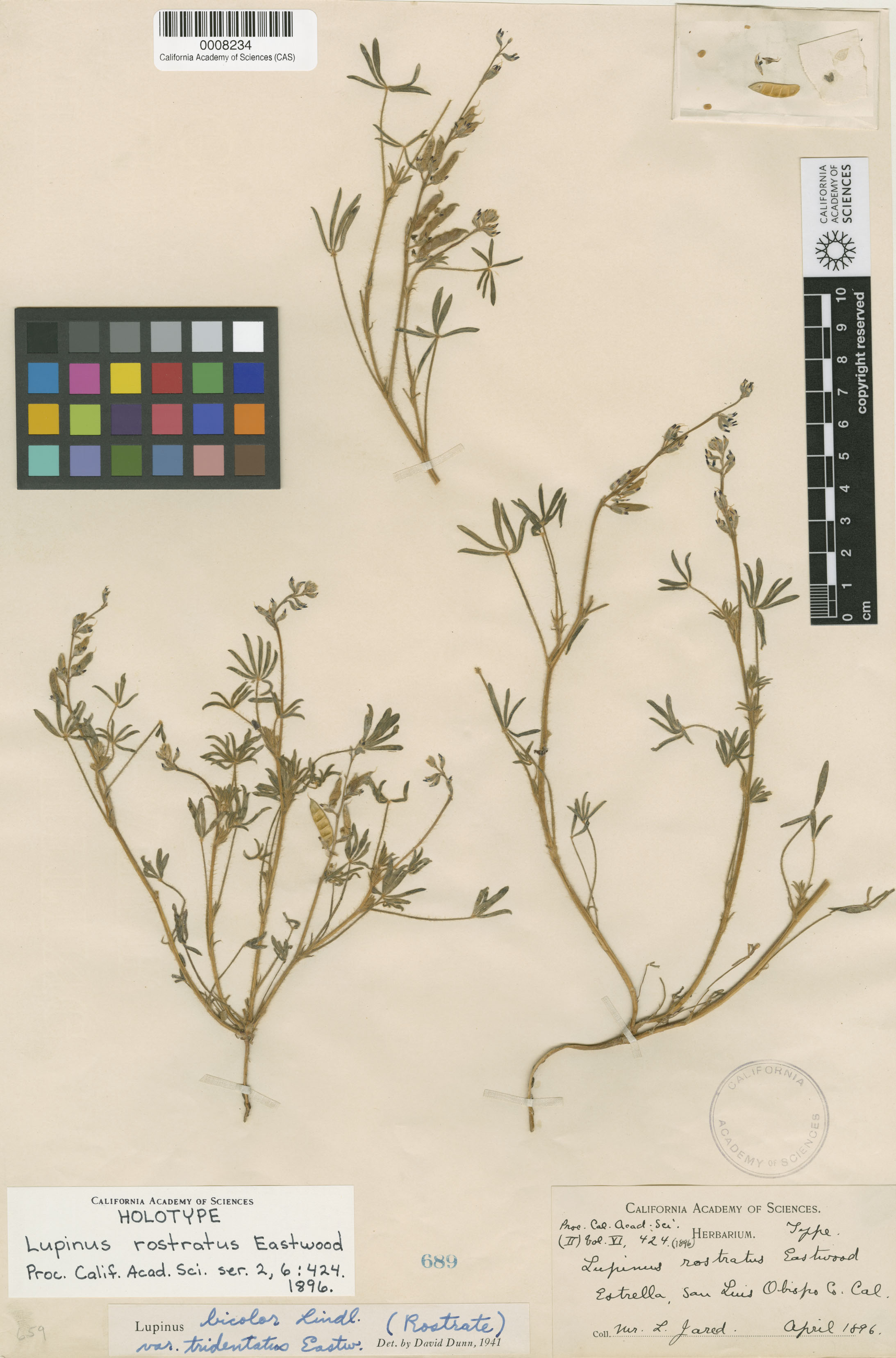 Lupinus rostratus image