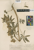 Lupinus procerus image