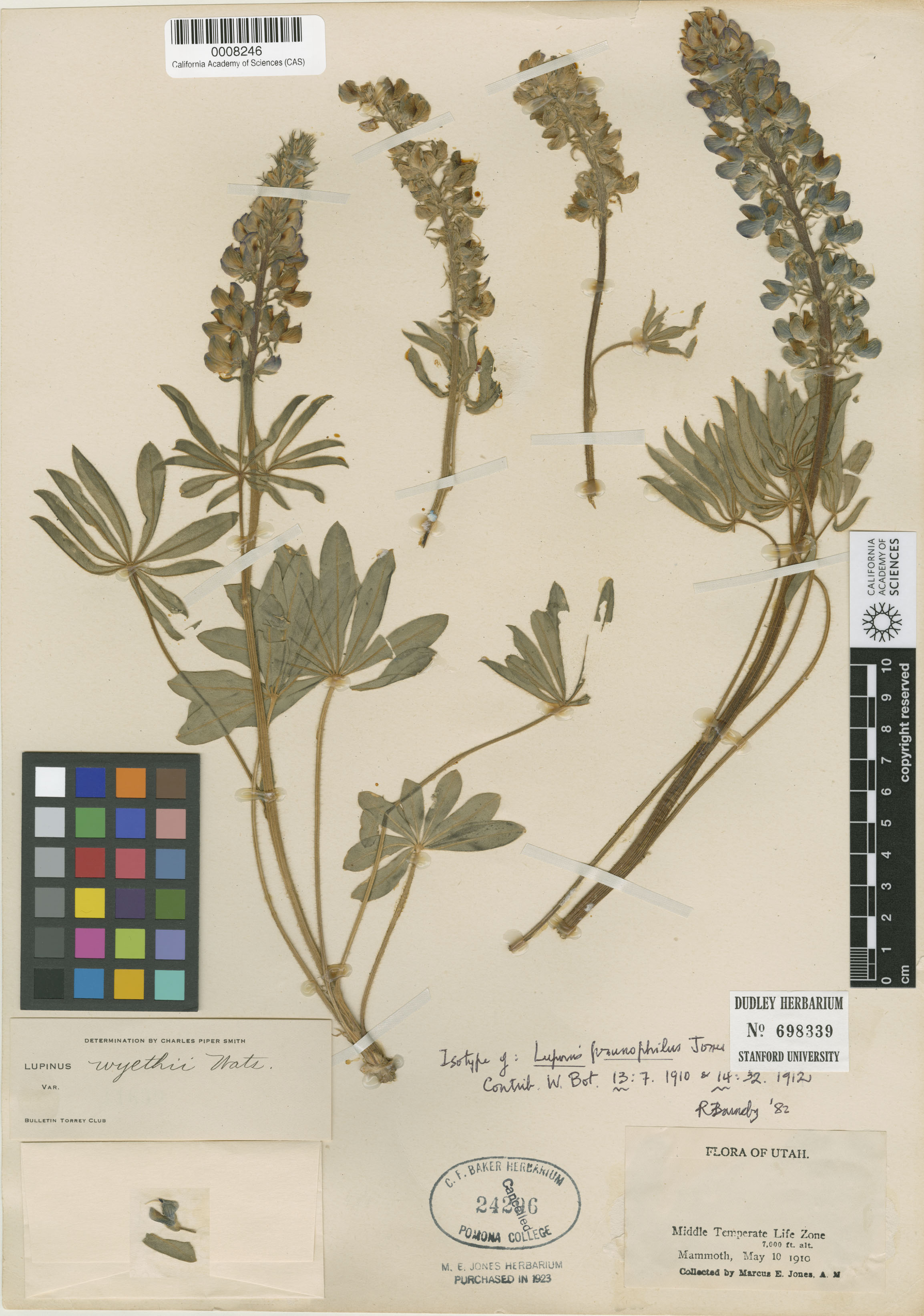Lupinus prunophilus image