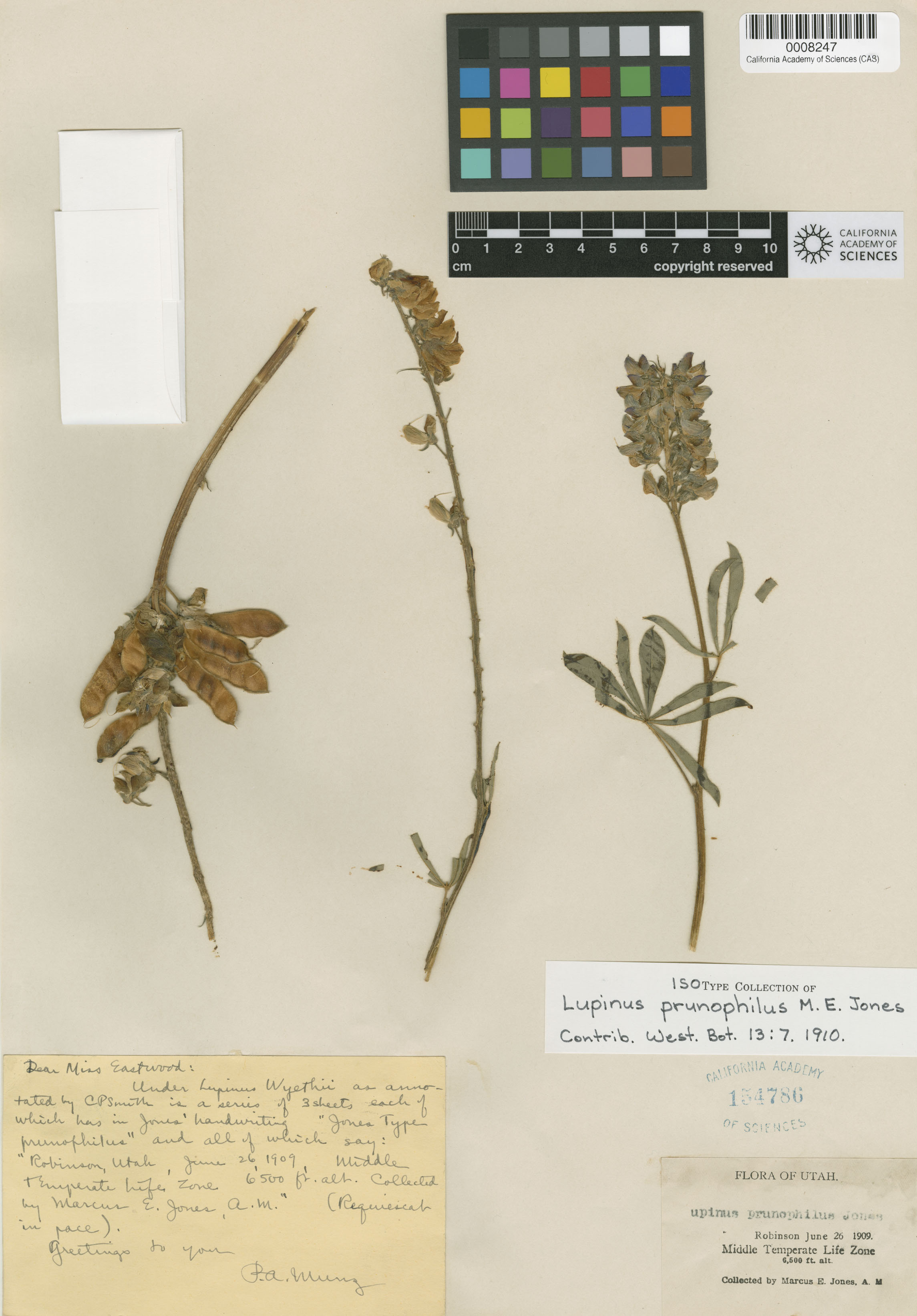 Lupinus prunophilus image