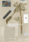 Lupinus pratensis image