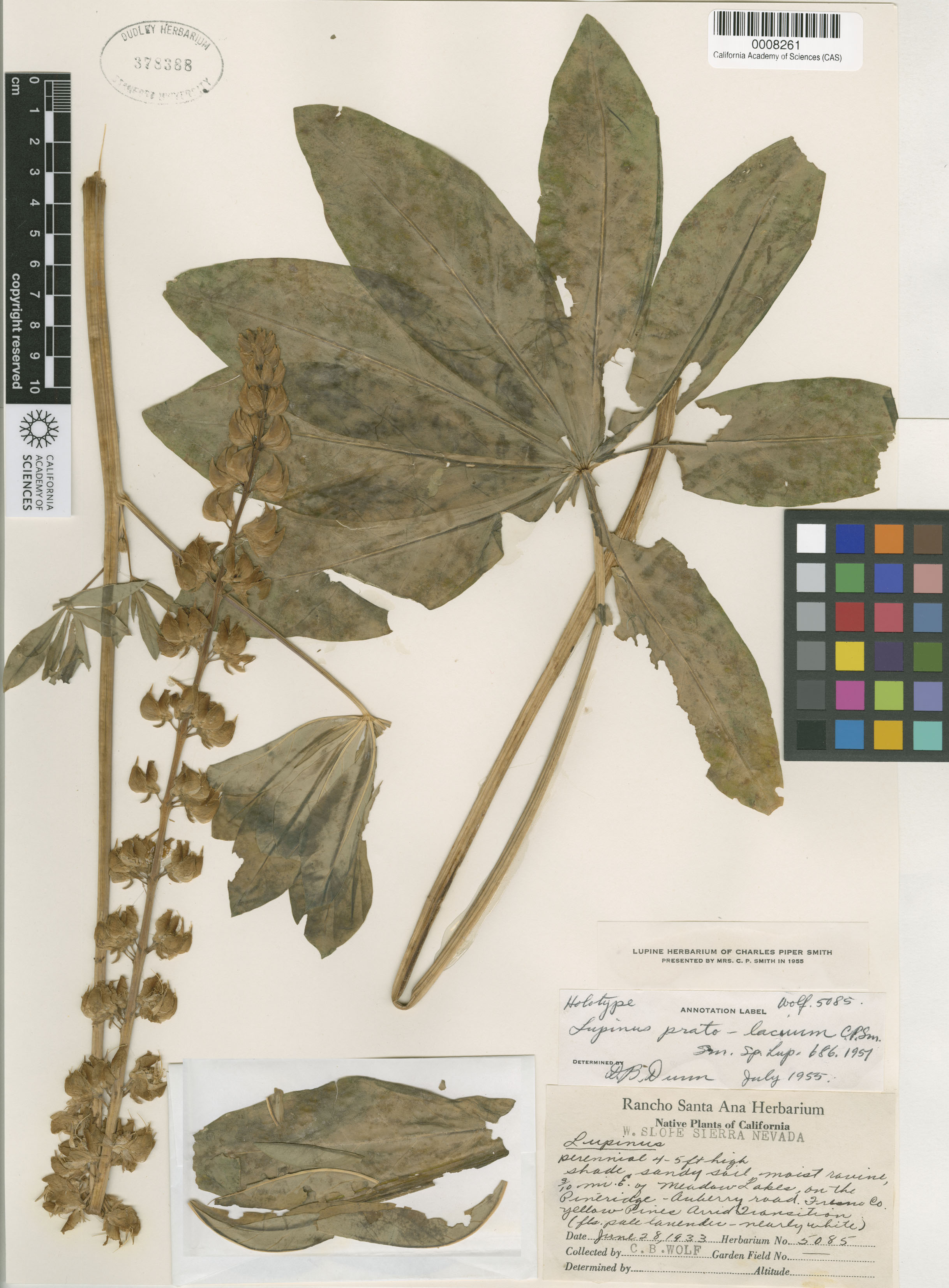 Lupinus prato-lacuum image