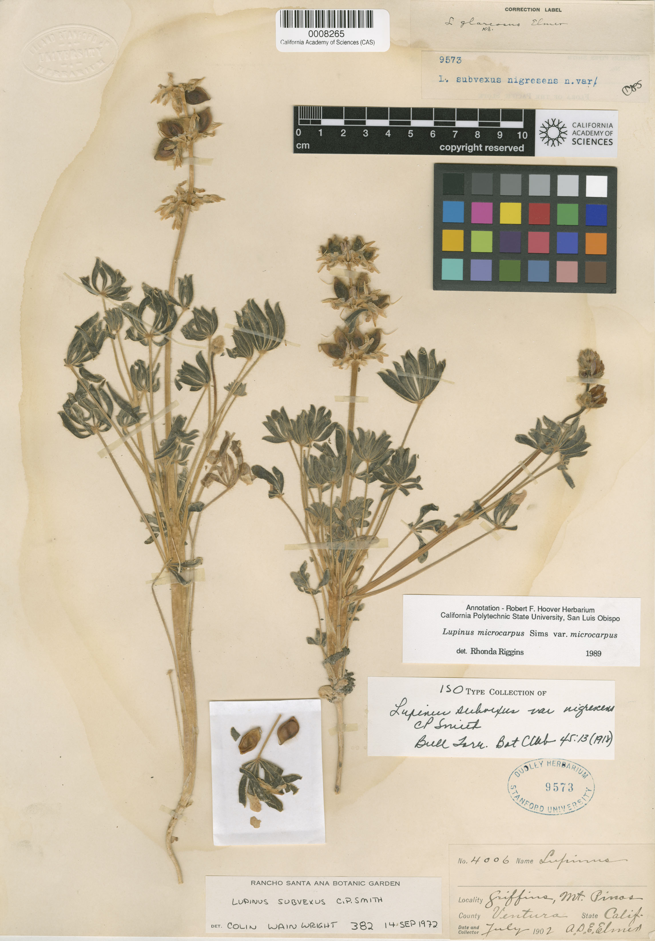 Lupinus subvexus var. subvexus image