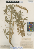 Lupinus sulphureus image