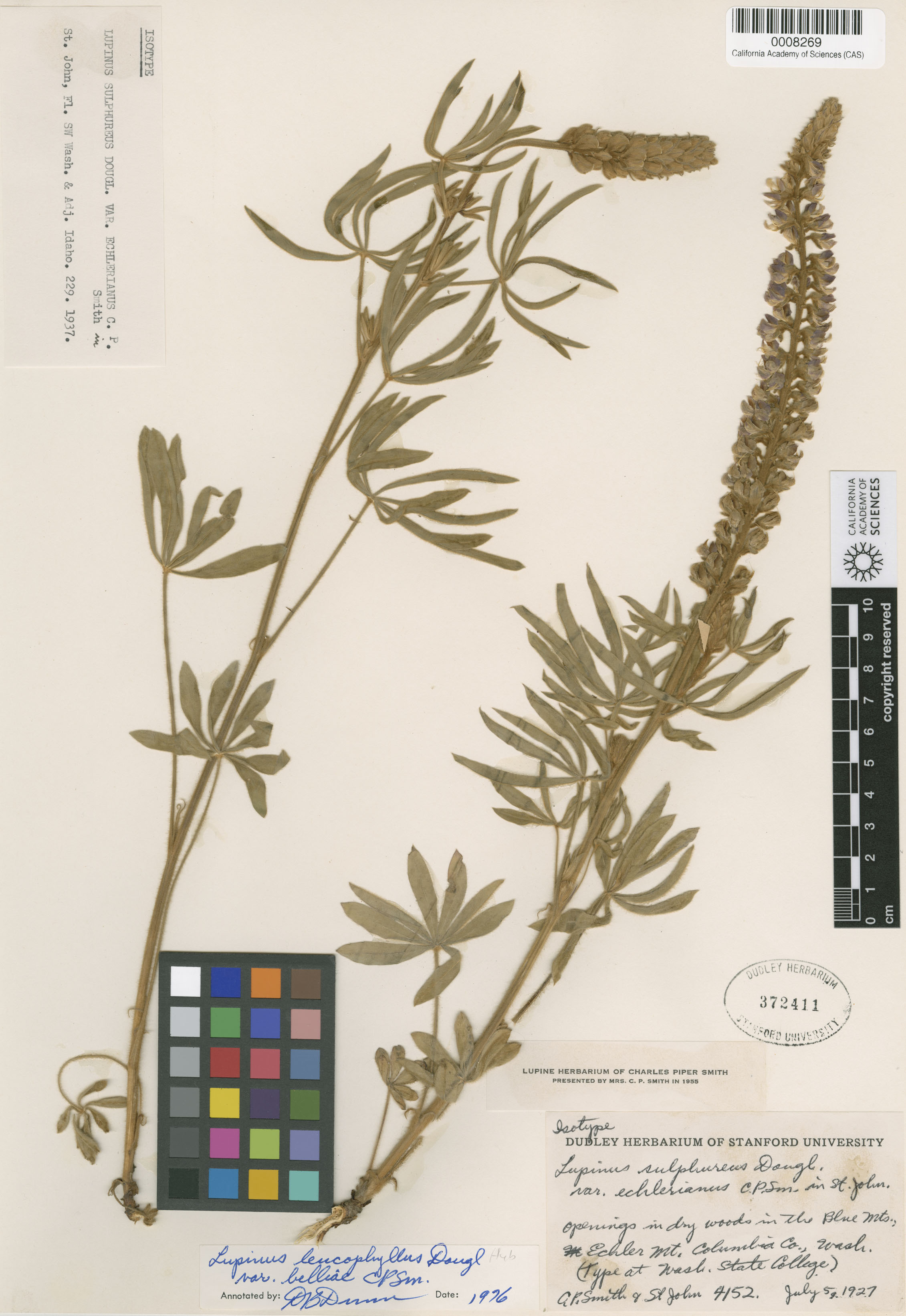 Lupinus sulphureus image