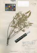 Lupinus holosericeus image