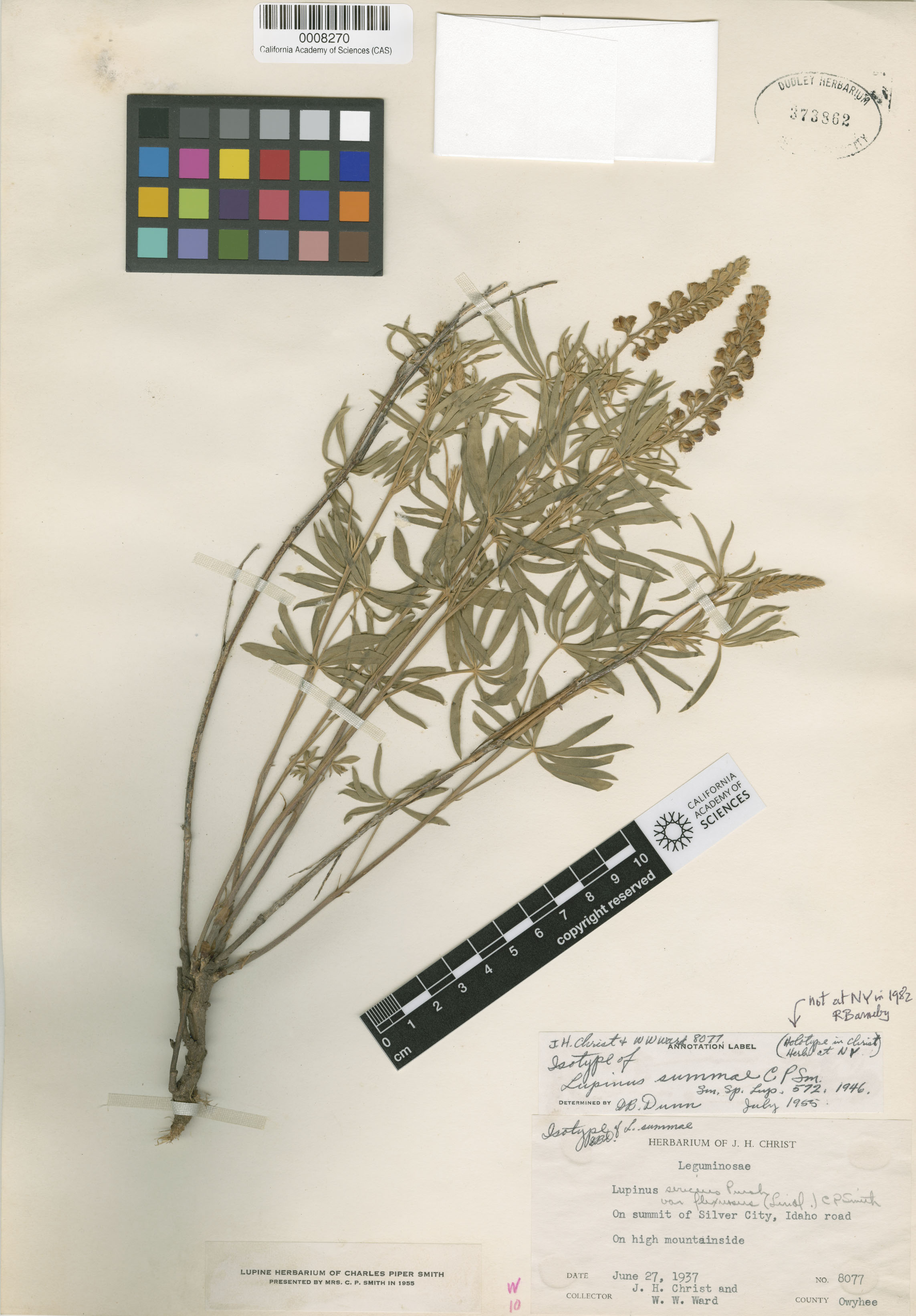 Lupinus holosericeus image