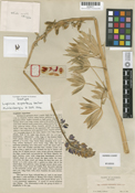 Lupinus superbus image