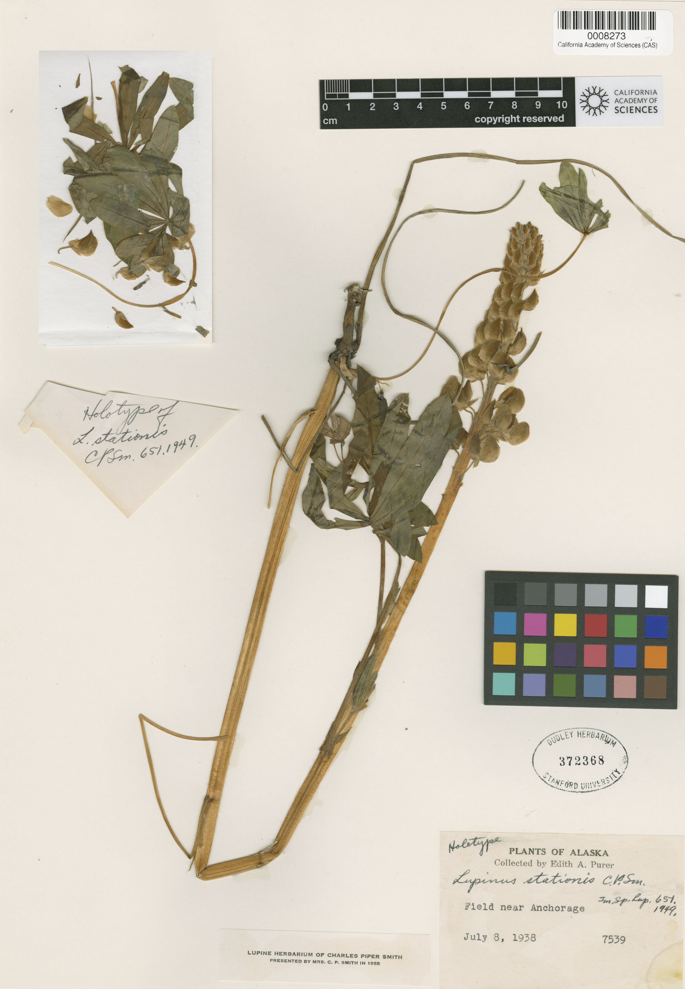 Lupinus stationis image