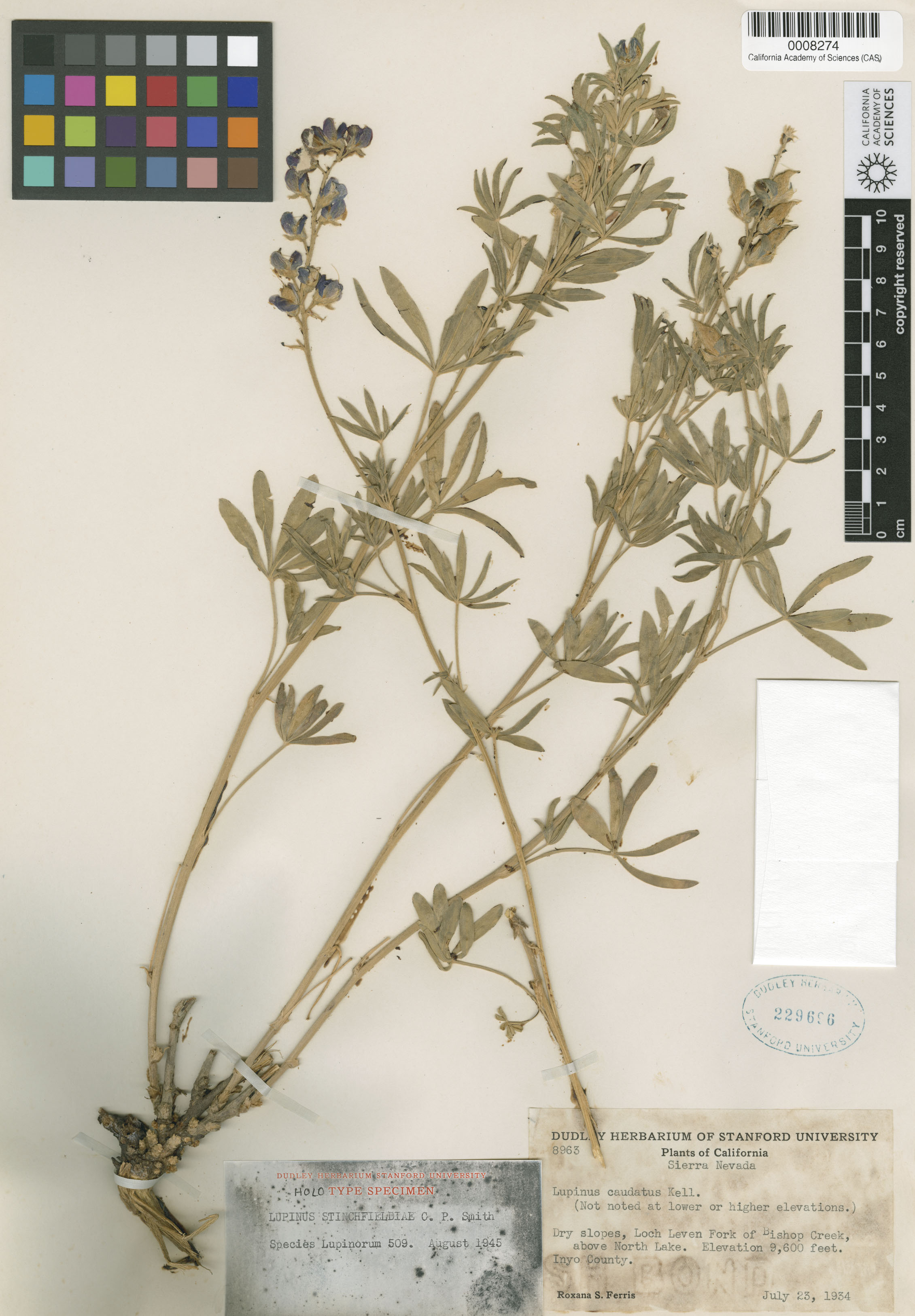 Lupinus stinchfieldiae image