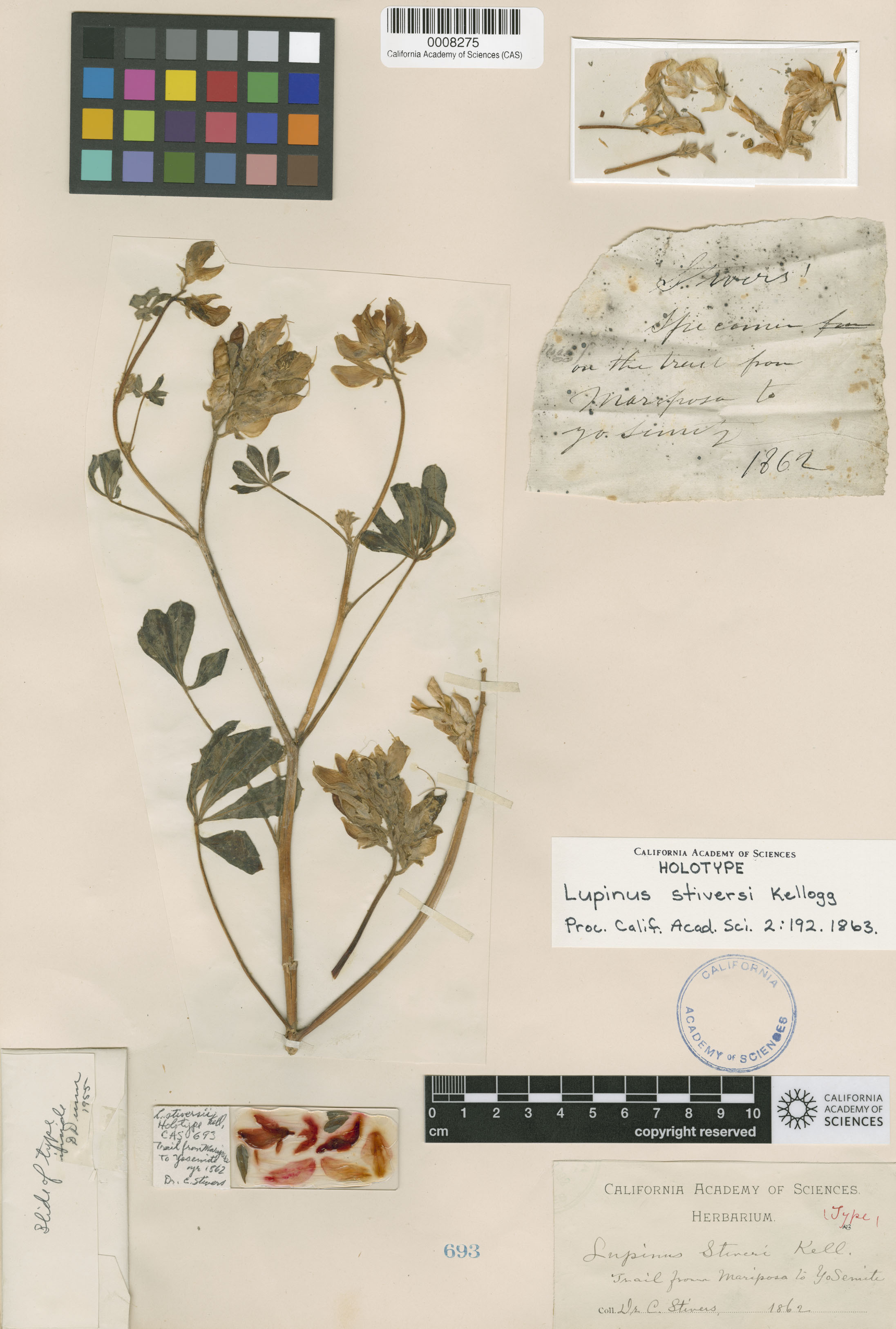 Lupinus stiversii image