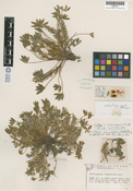 Lupinus sinus-meyersii image