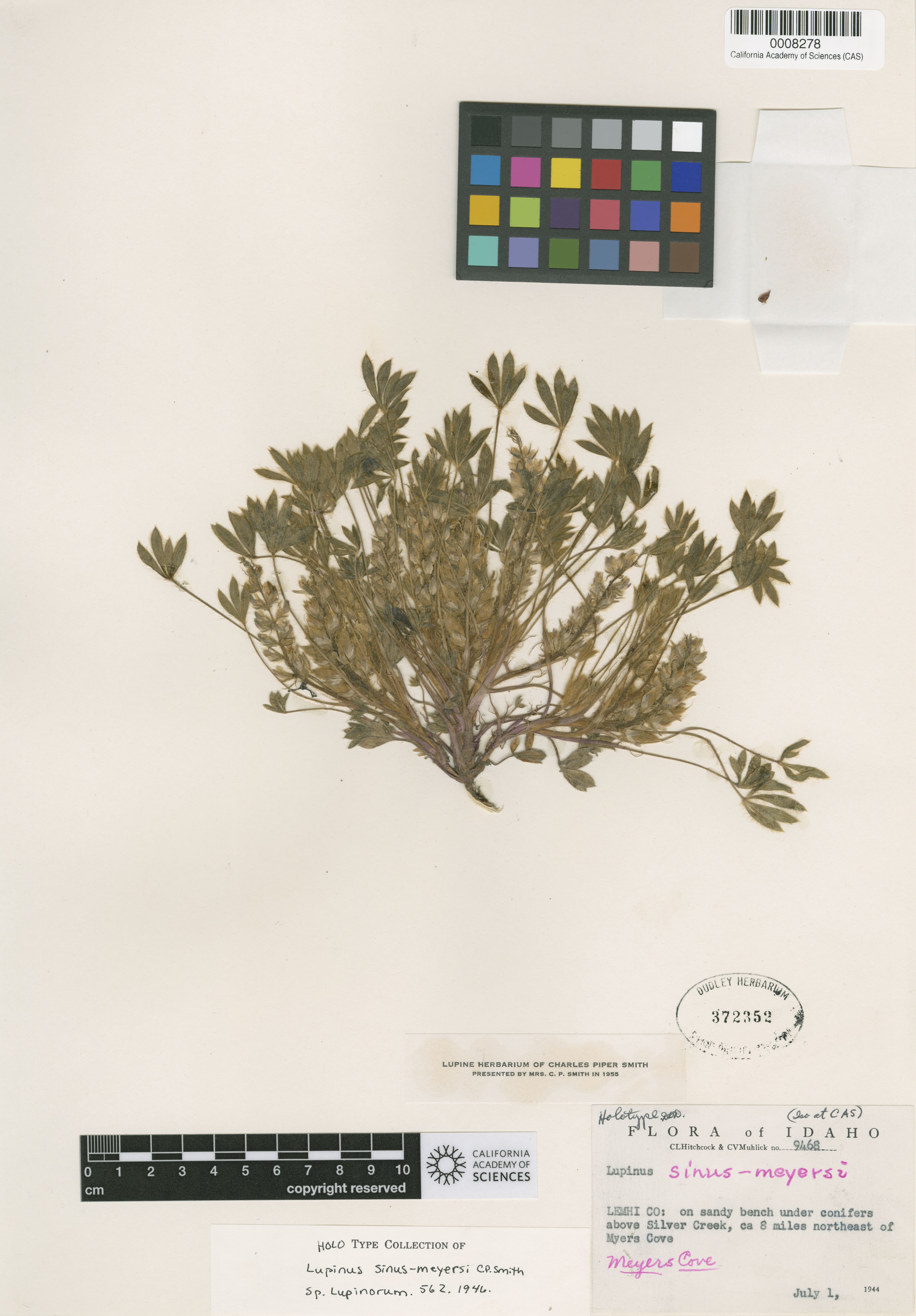 Lupinus sinus-meyersii image