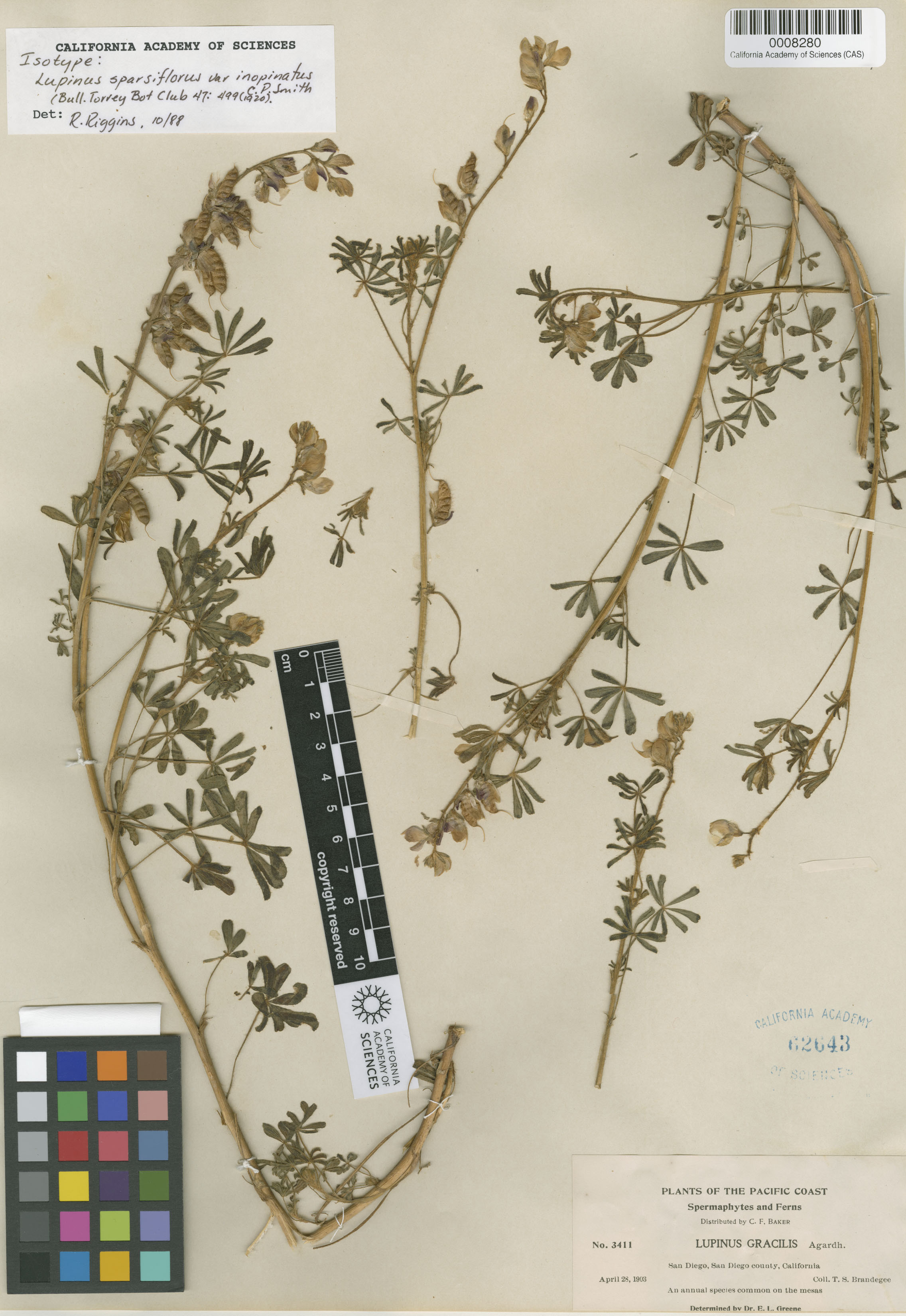 Lupinus sparsiflorus ssp. inopinatus image