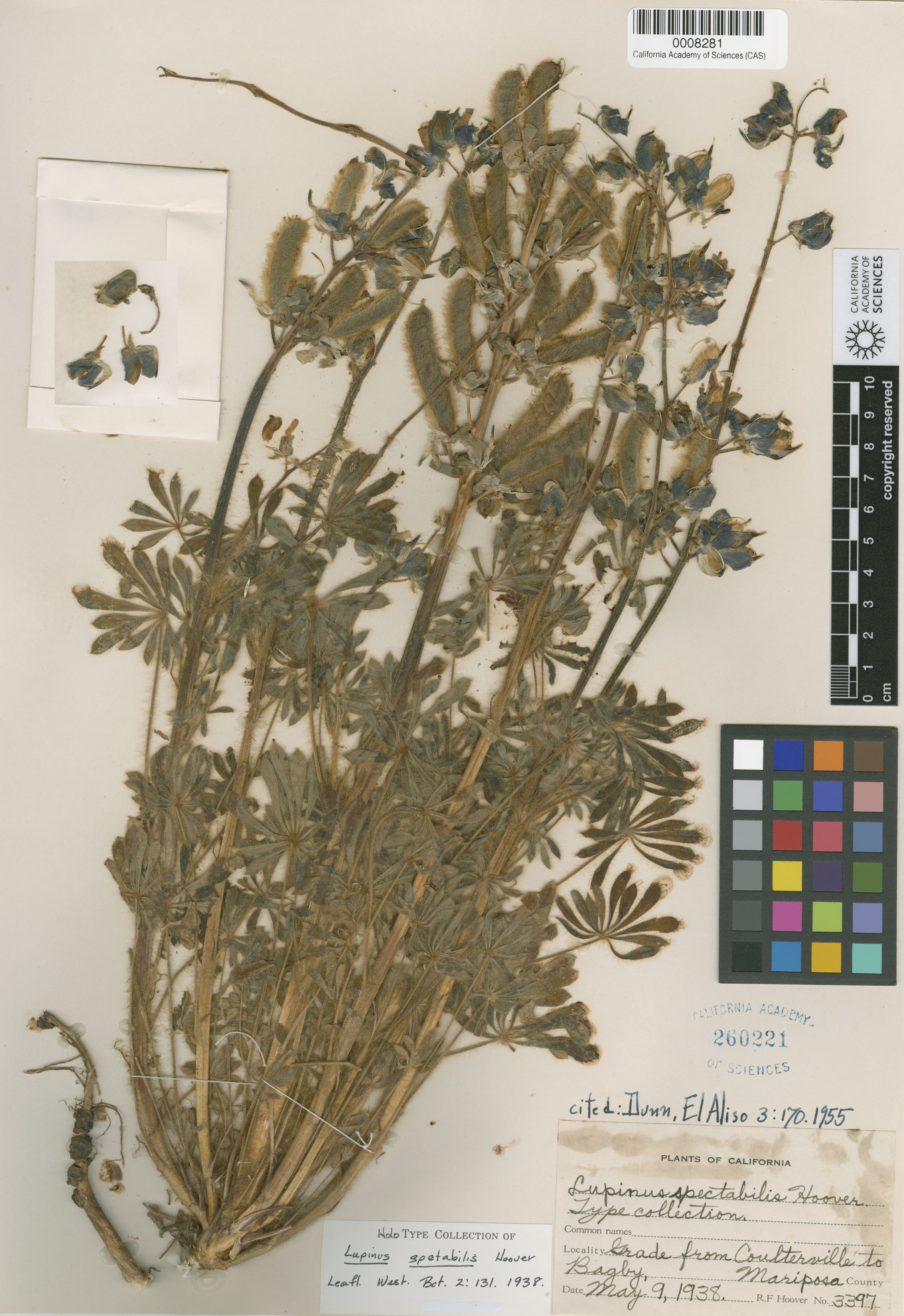 Lupinus spectabilis image