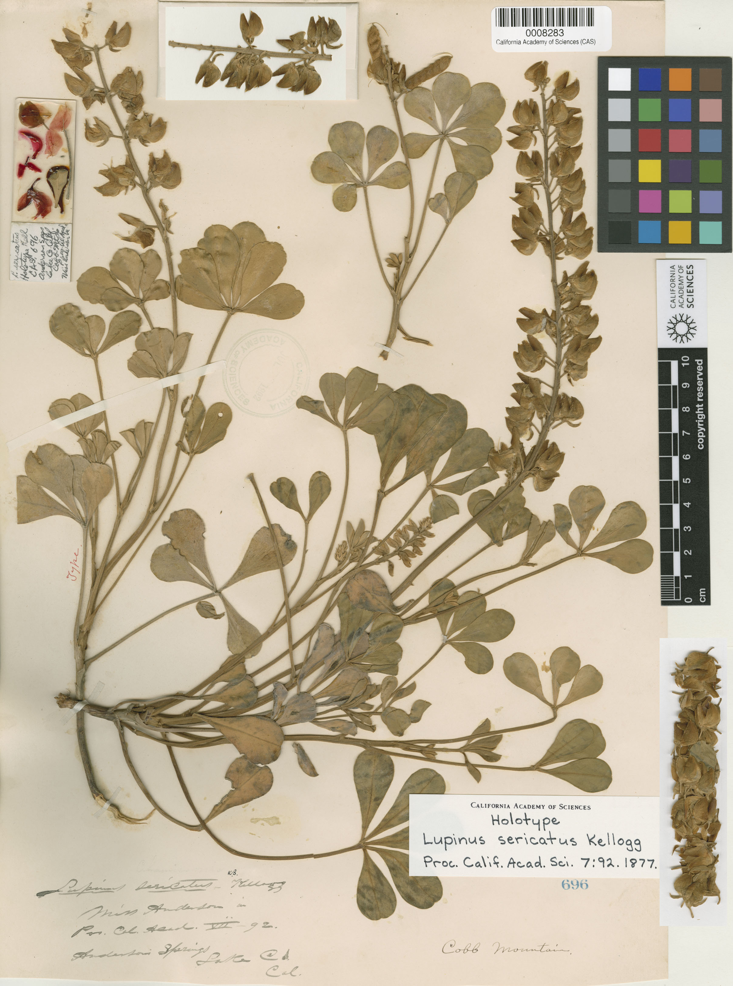 Lupinus sericatus image