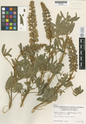 Lupinus sericeus ssp. sericeus image