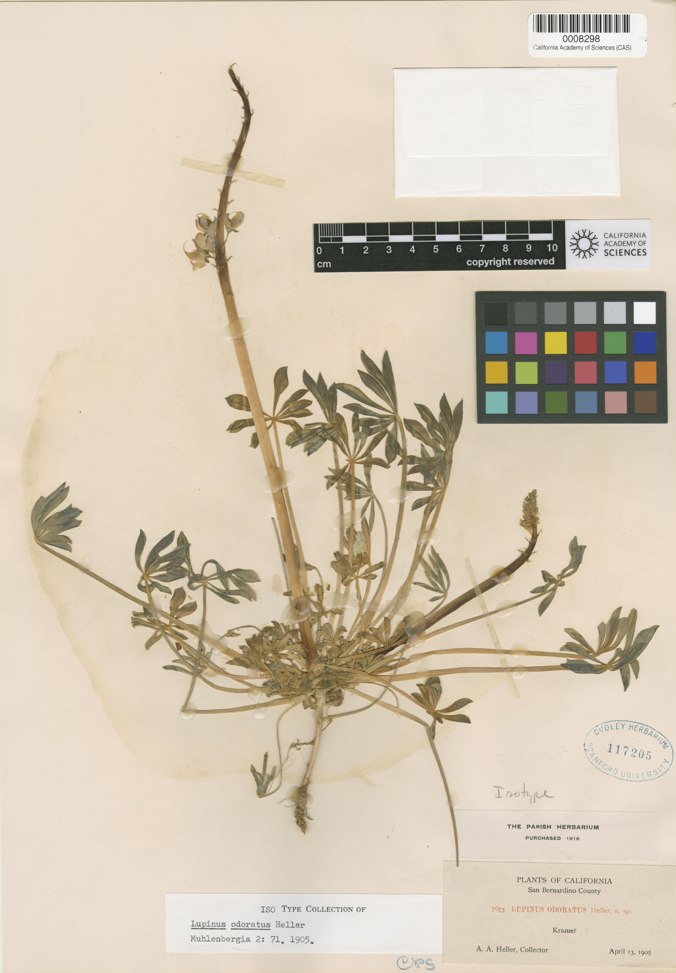 Lupinus odoratus image