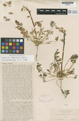 Lupinus odoratus image