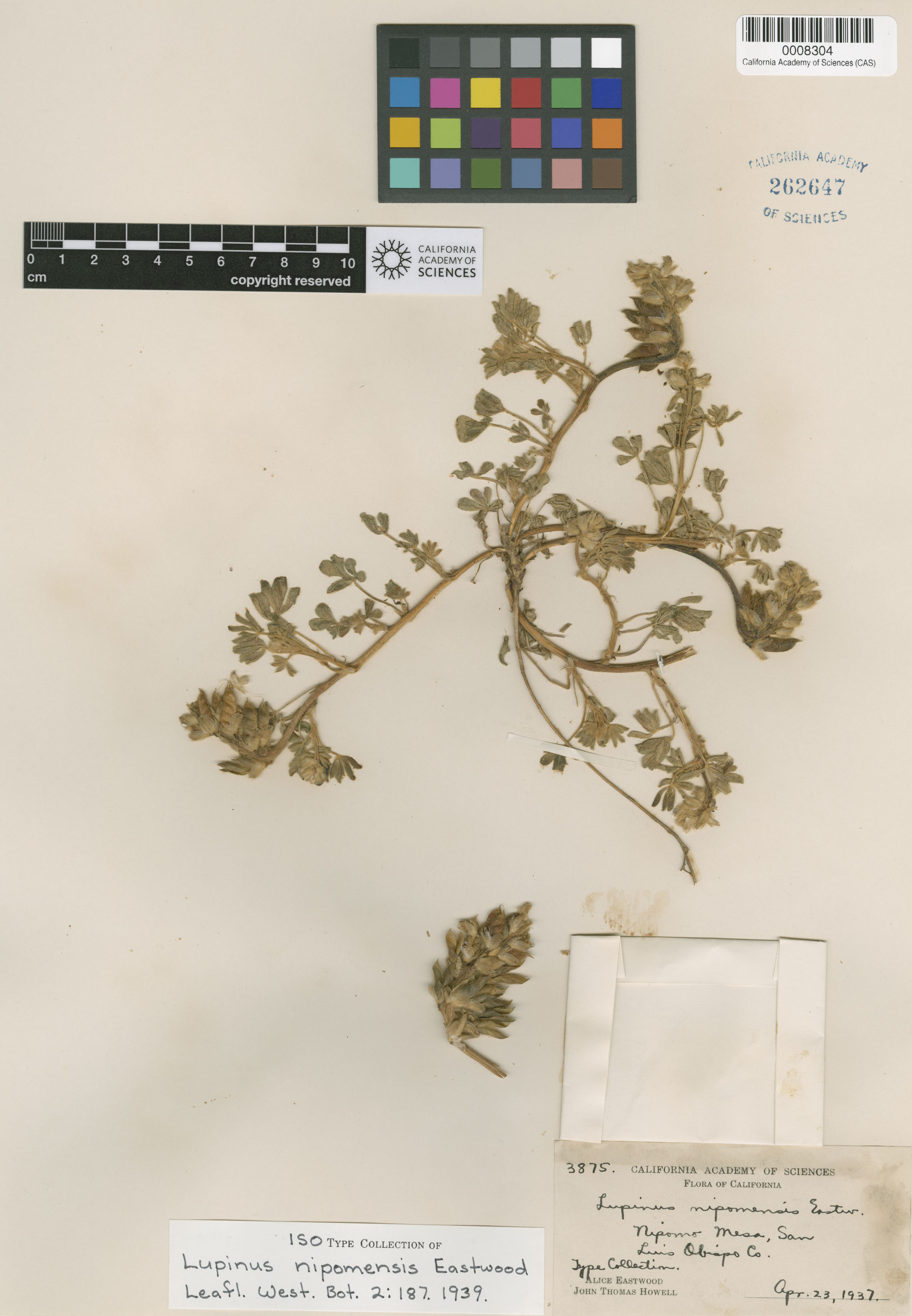 Lupinus nipomensis image