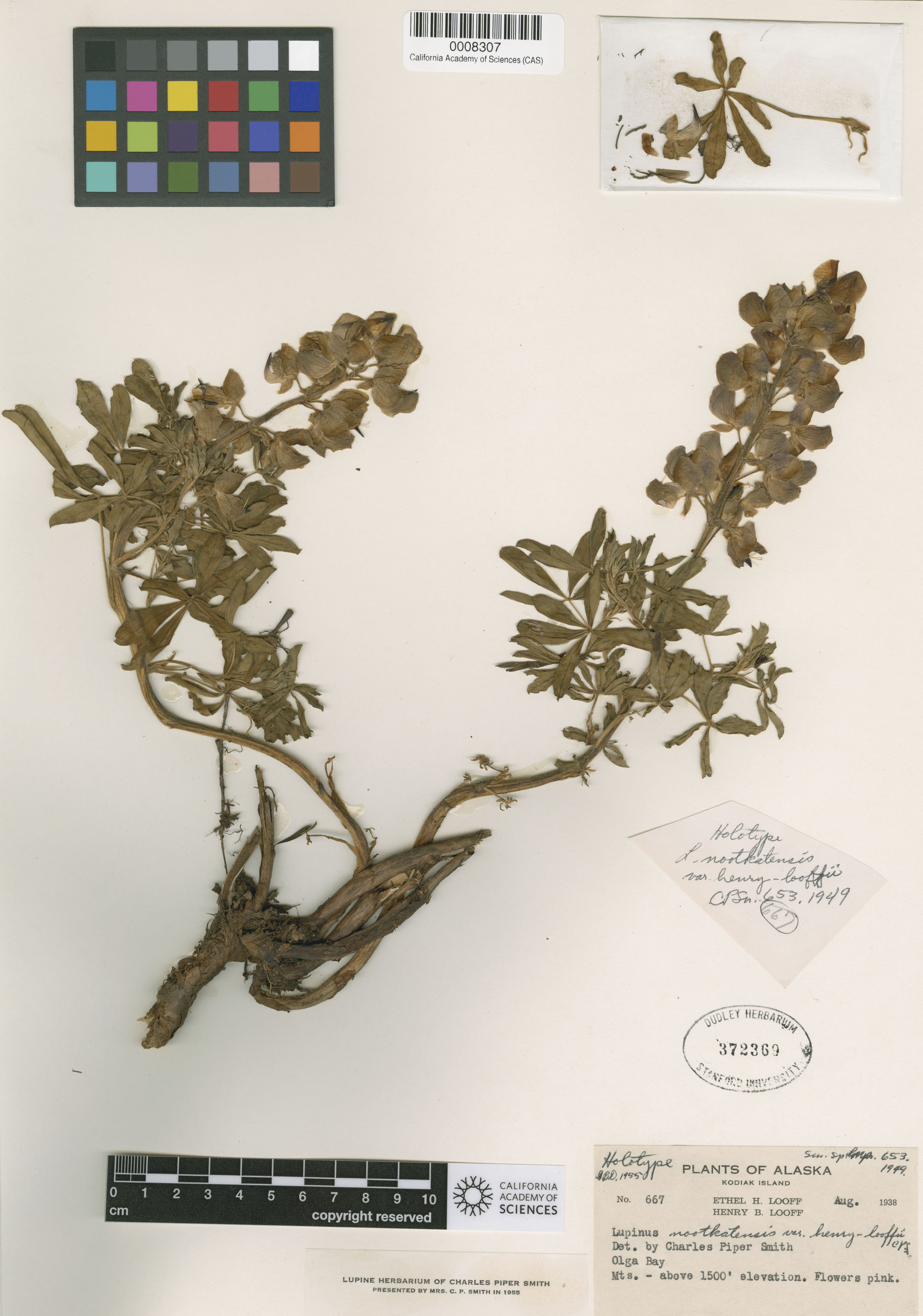 Lupinus nootkatensis var. nootkatensis image