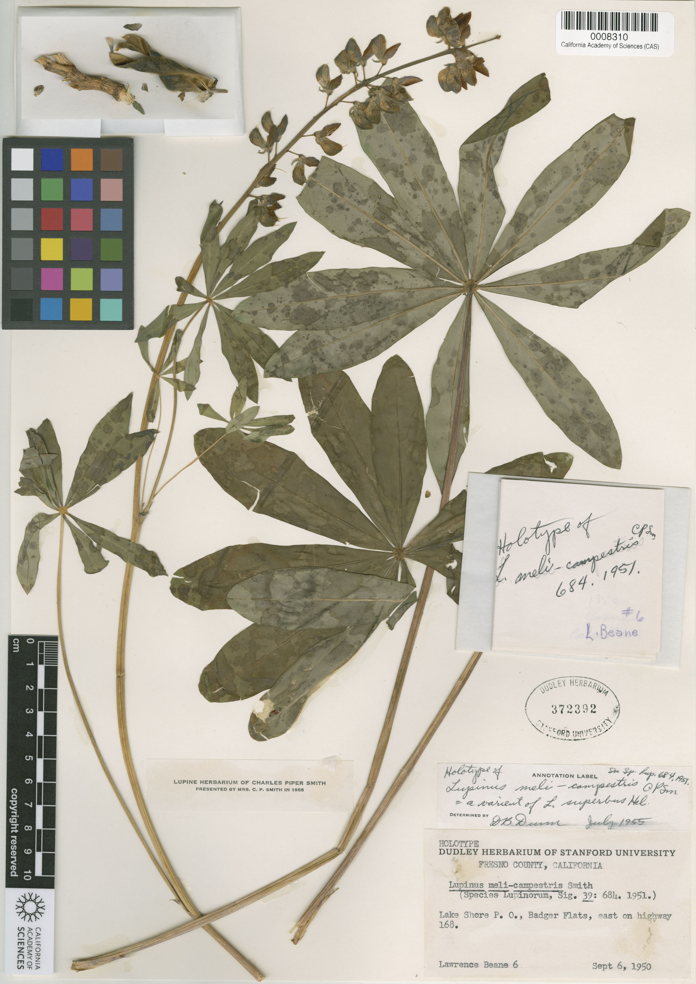 Lupinus meli-campestris image