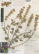 Lupinus luteolus image