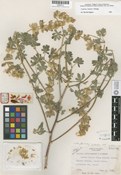 Lupinus luteolus image
