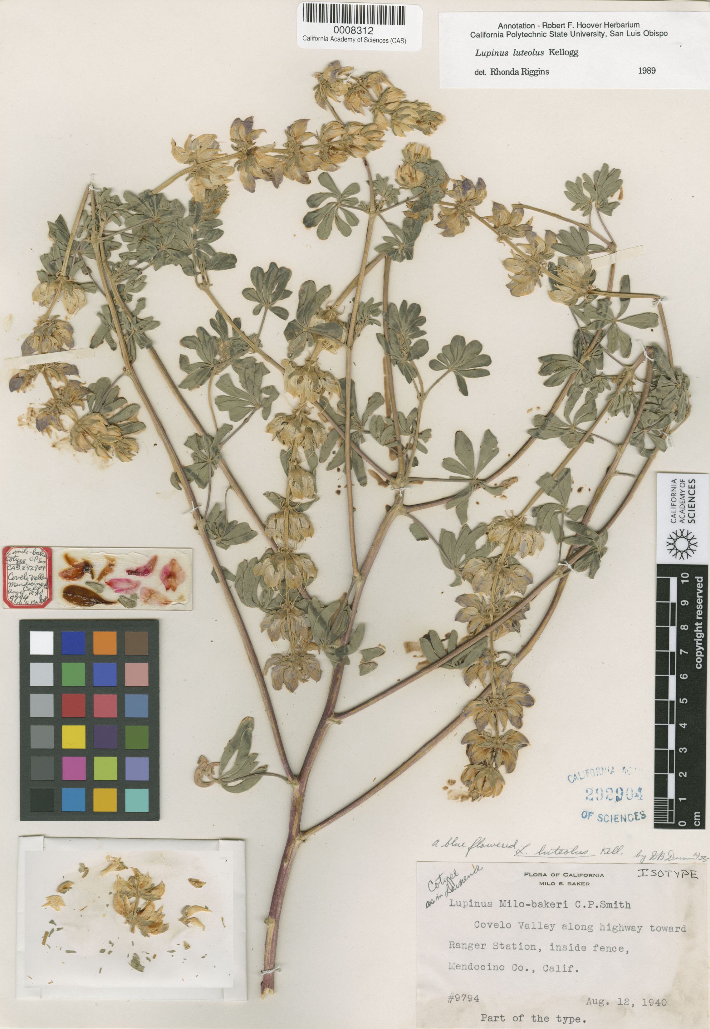 Lupinus luteolus image