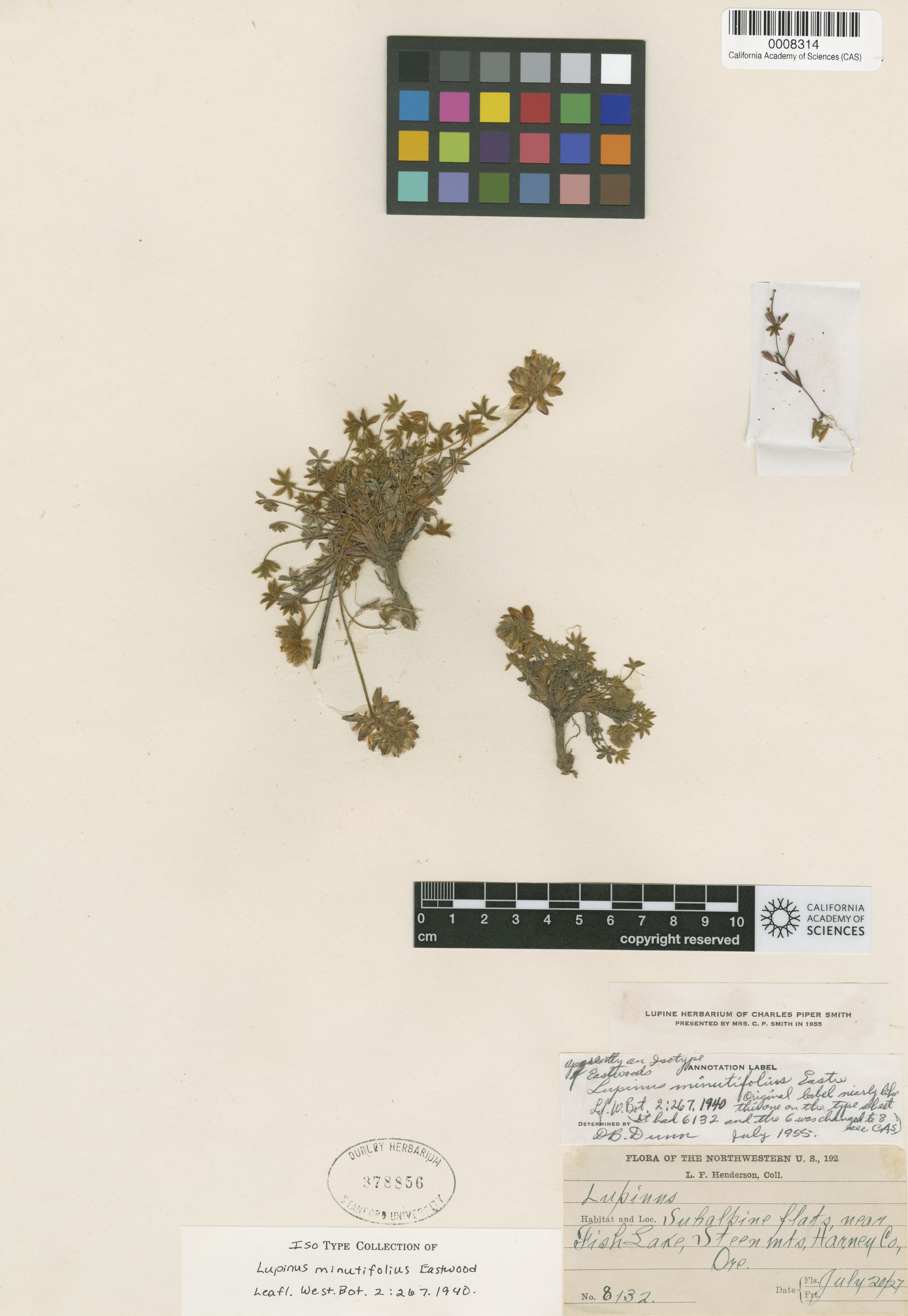 Lupinus minutifolius image