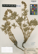 Lupinus montigenus image