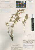 Lupinus holosericeus image