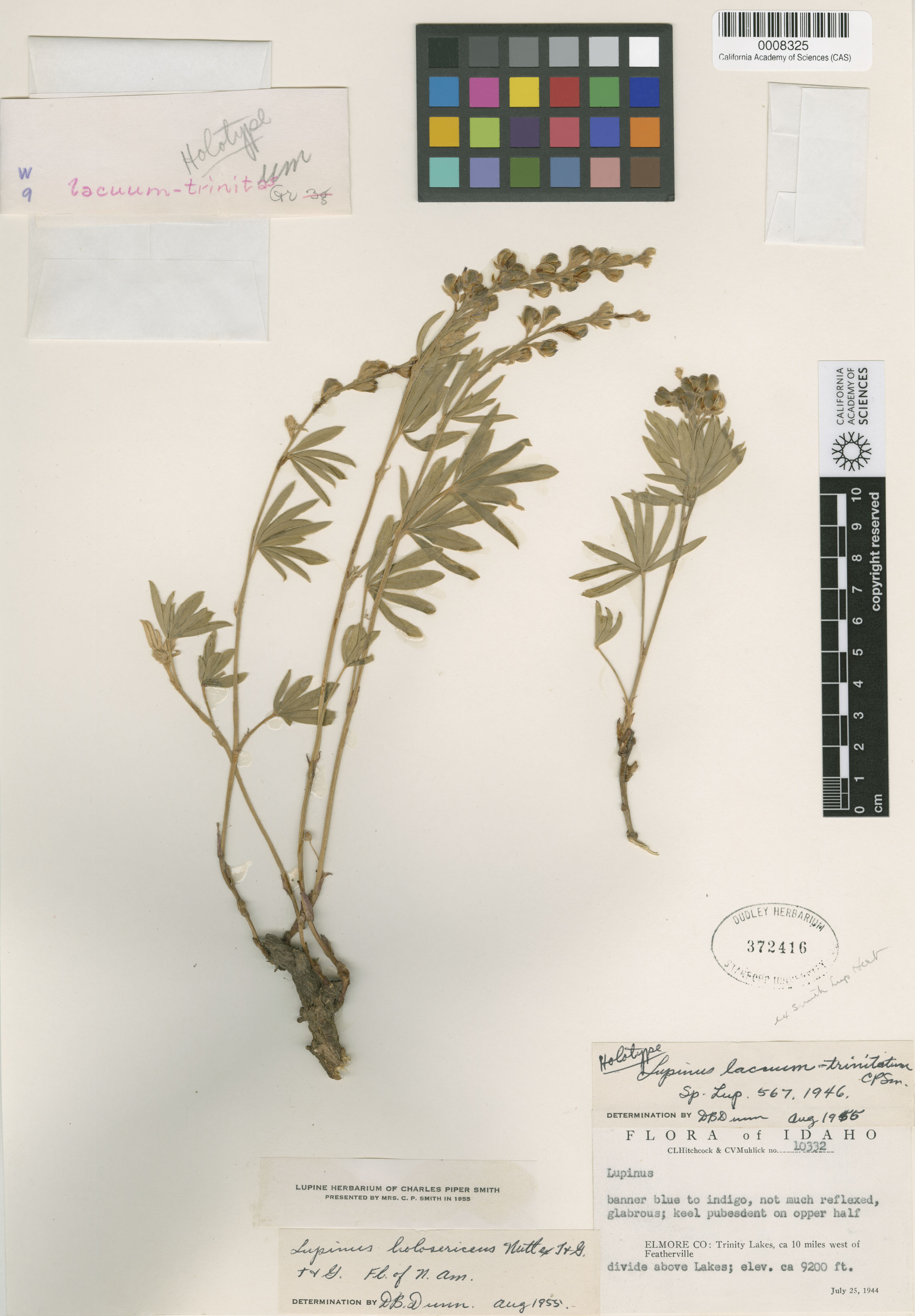 Lupinus holosericeus image