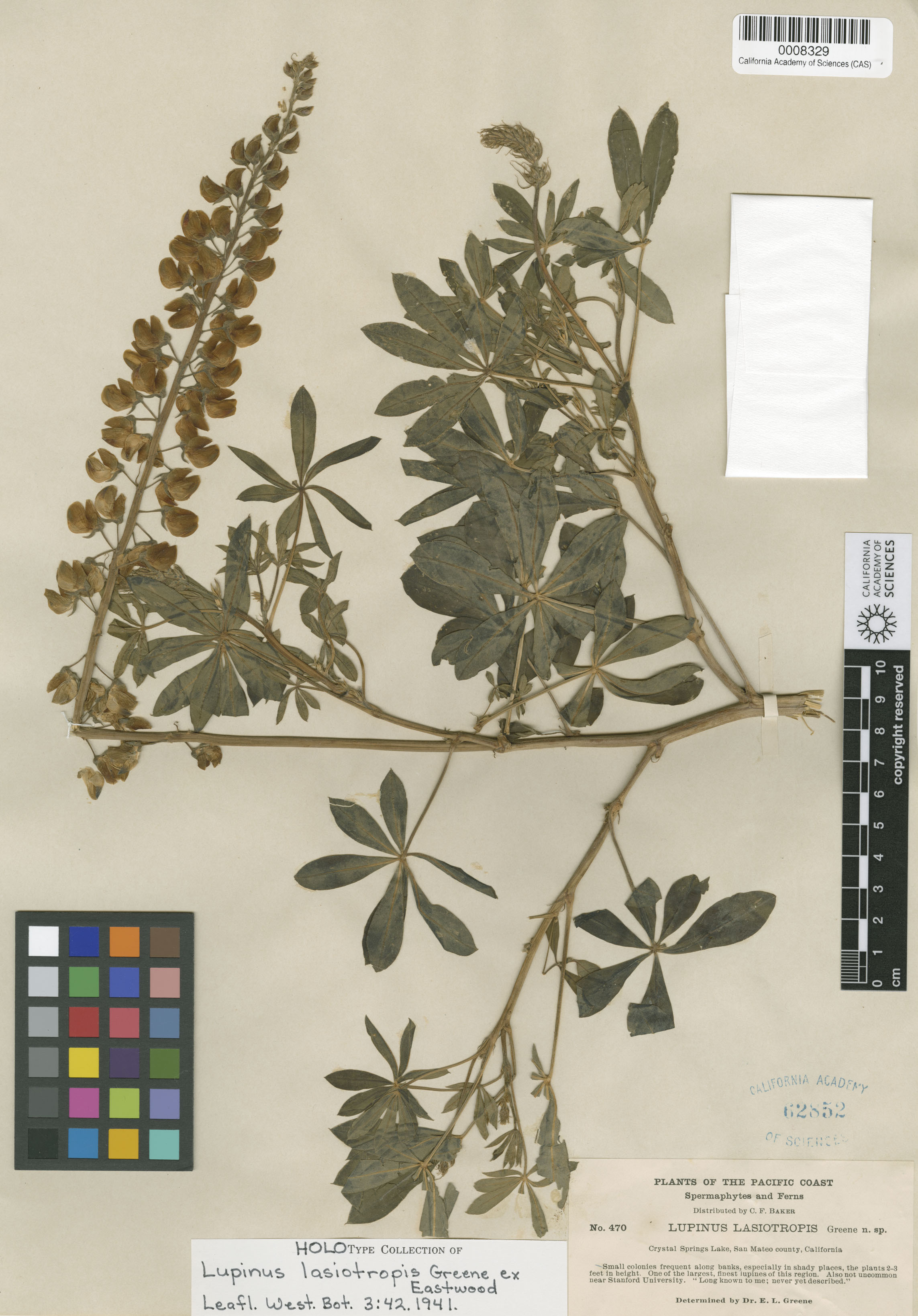 Lupinus lasiotropis image