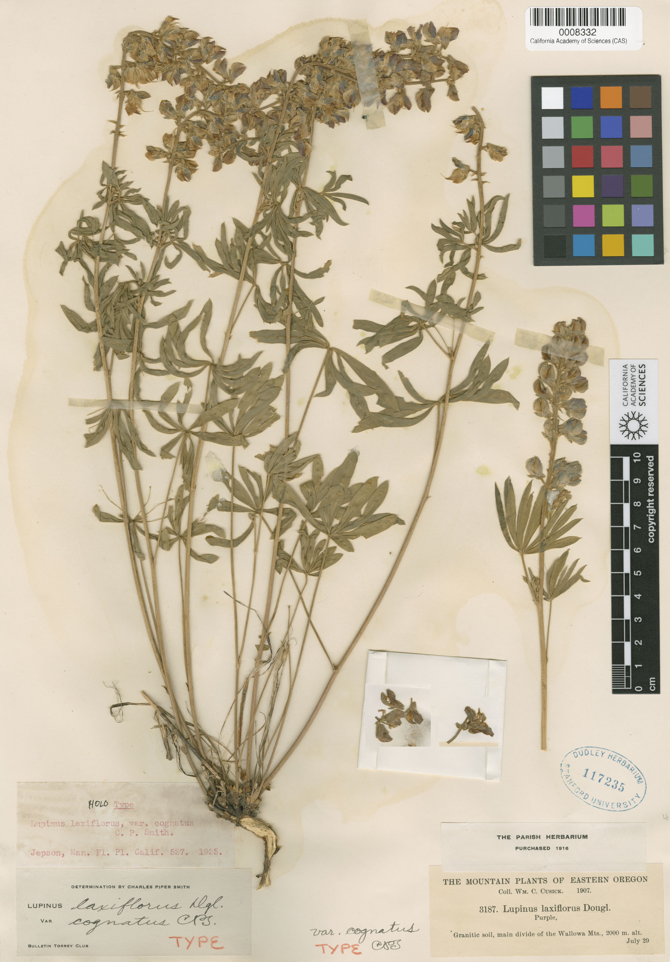 Lupinus laxiflorus var. cognatus image