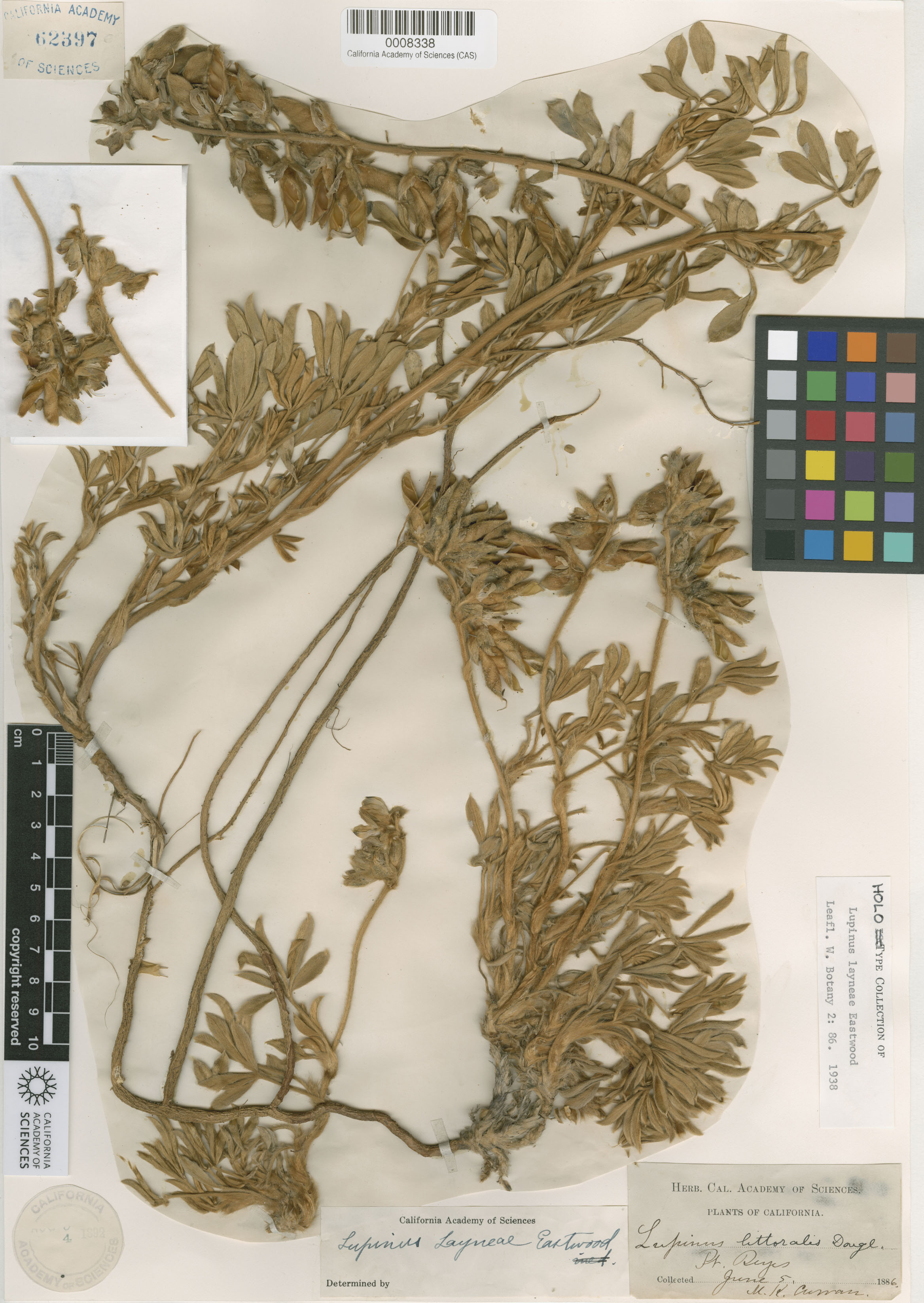 Lupinus layneae image