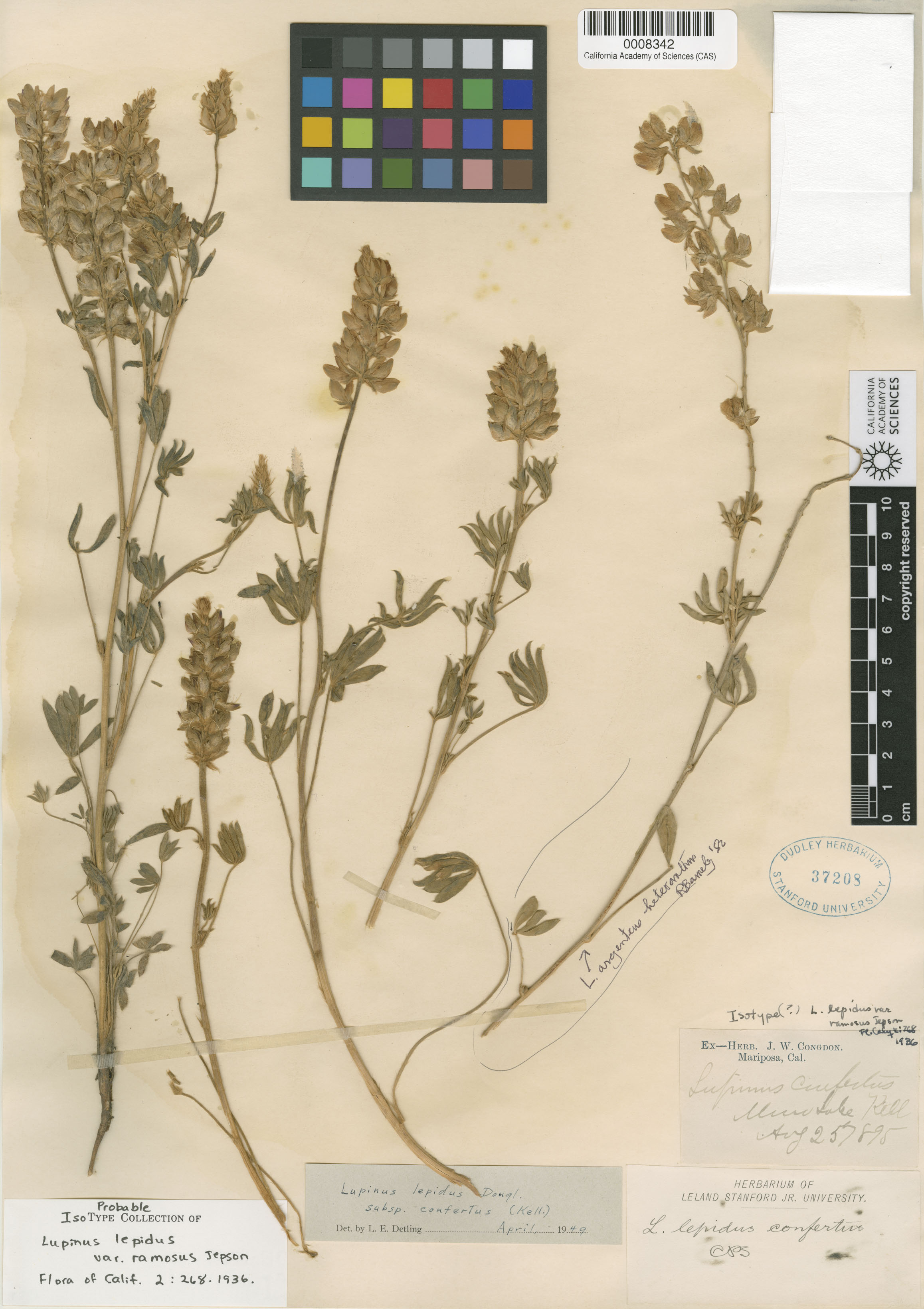 Lupinus confertus image