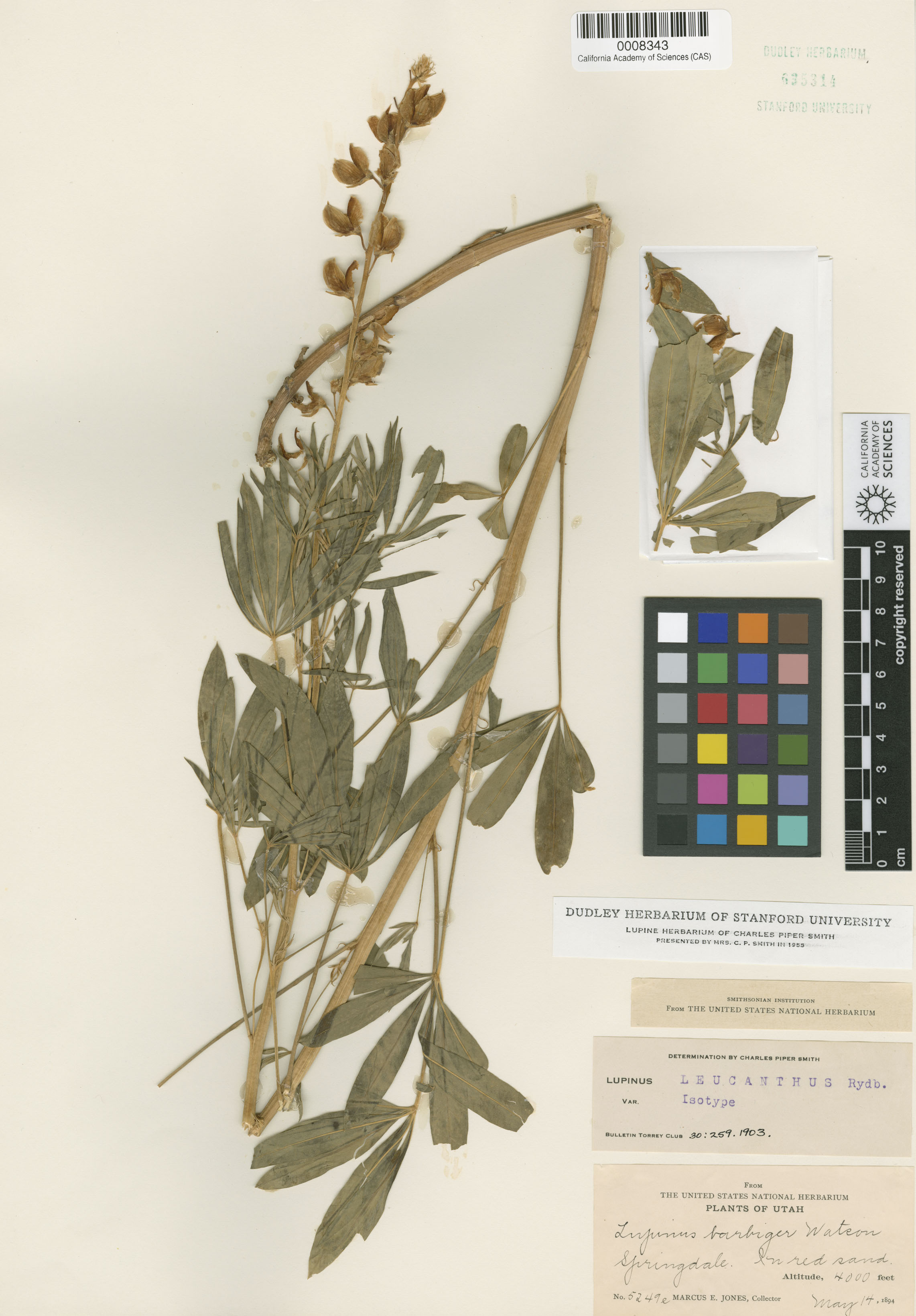 Lupinus leucanthus image