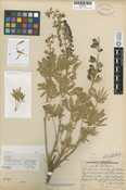 Lupinus bingenensis var. dubius image