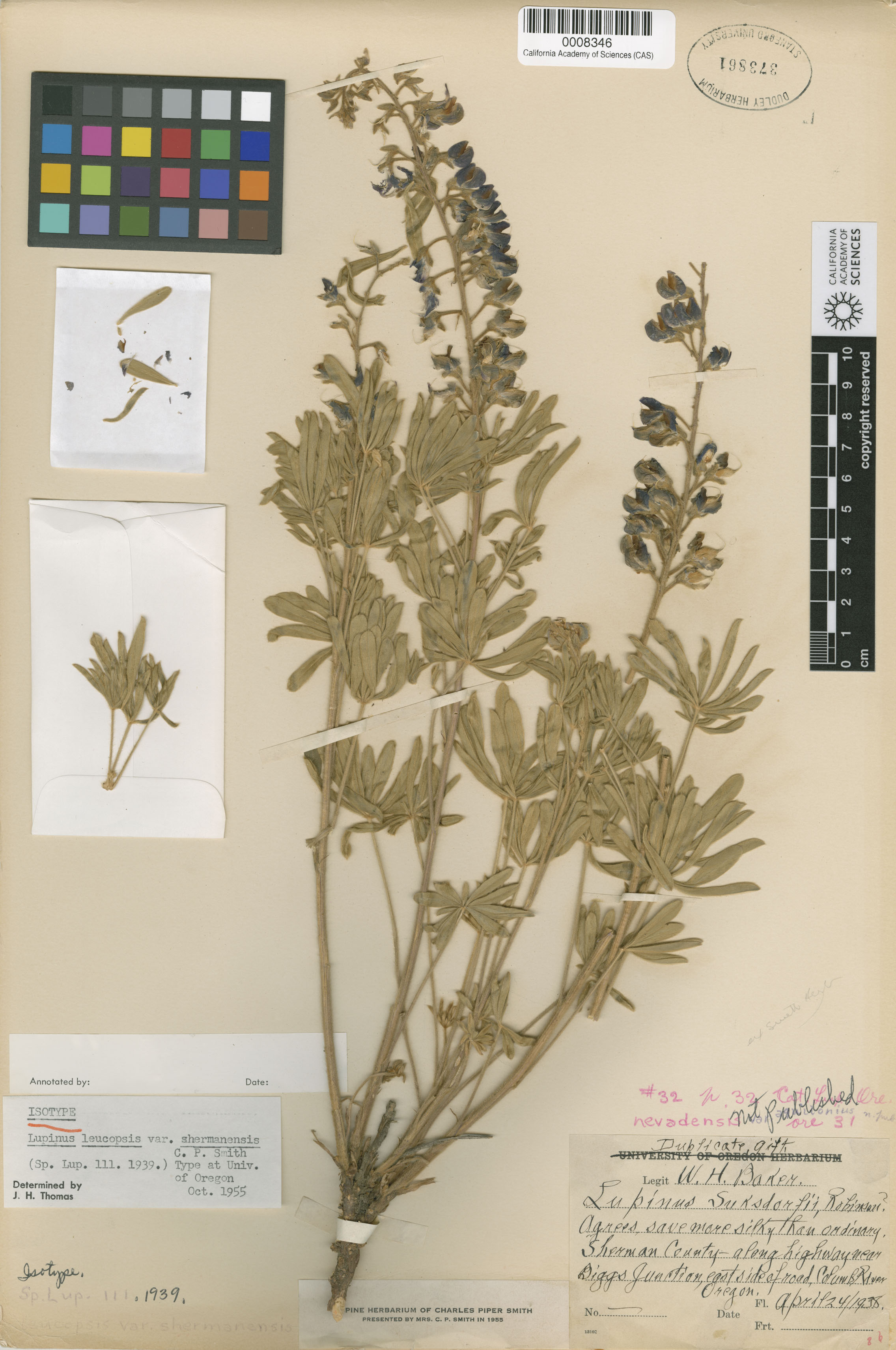 Lupinus bingenensis var. dubius image