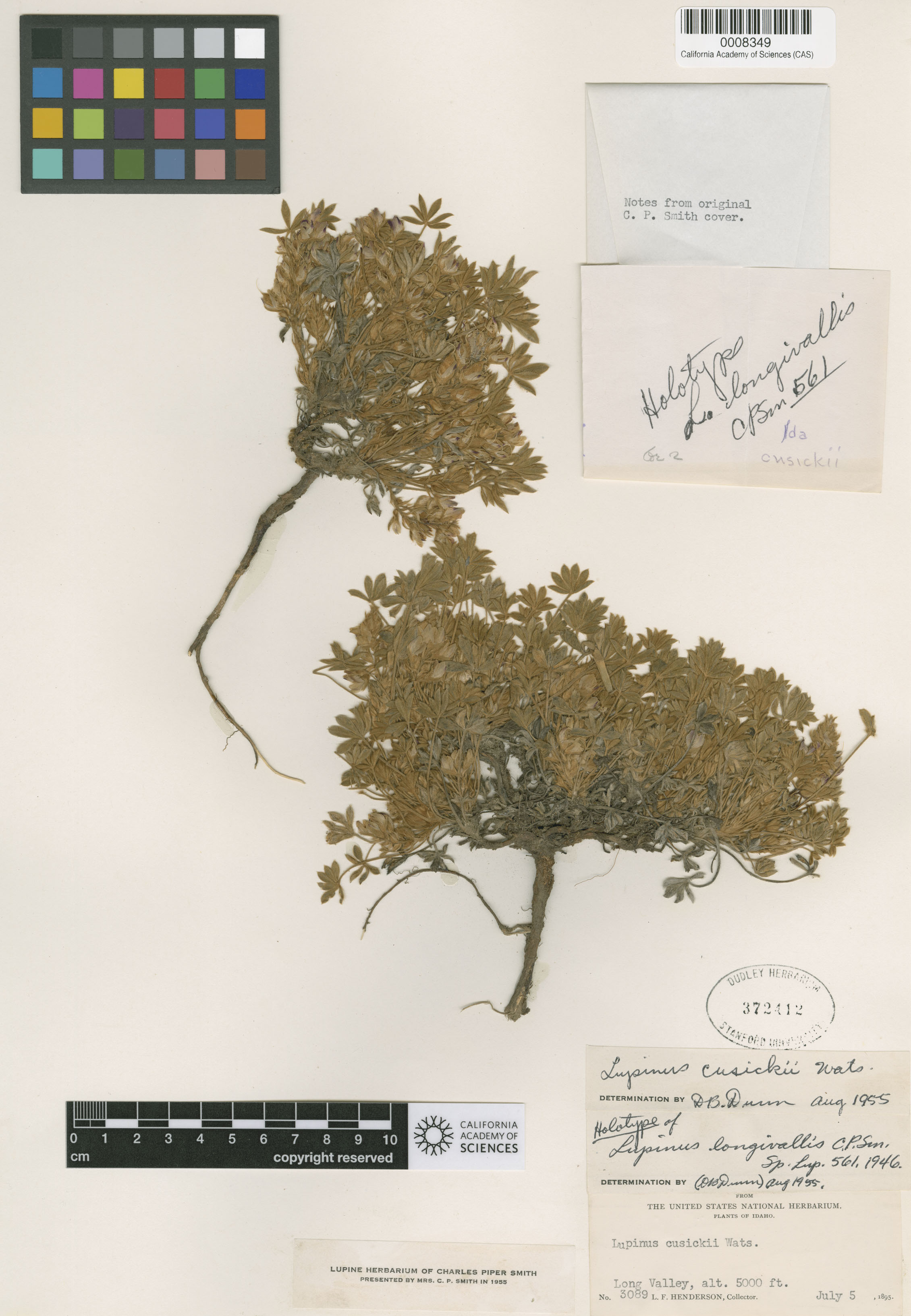 Lupinus longivallis image