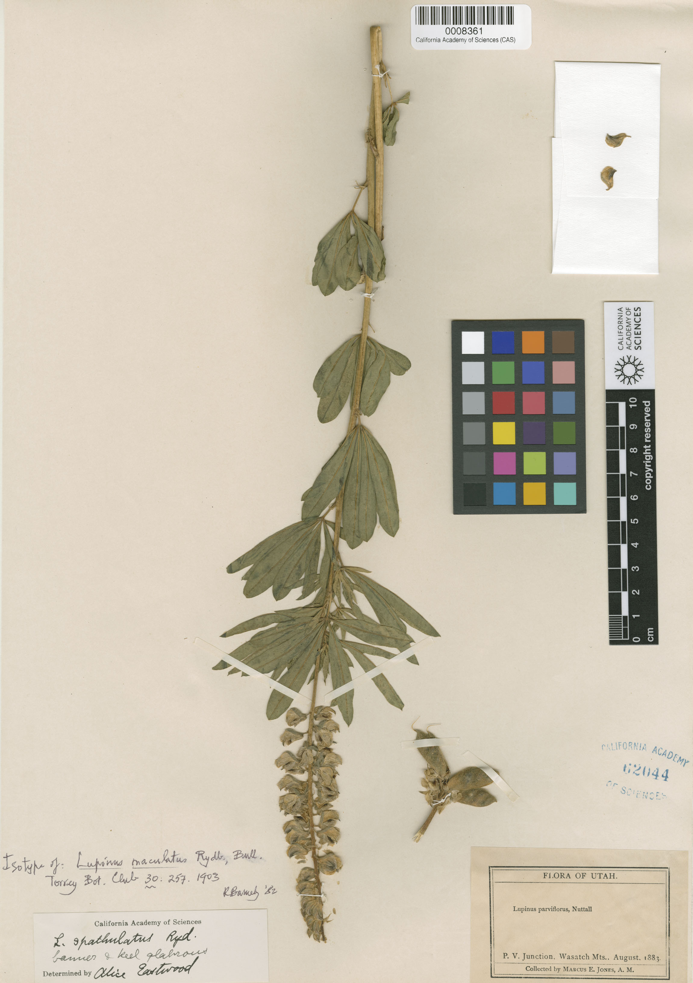 Lupinus maculatus image