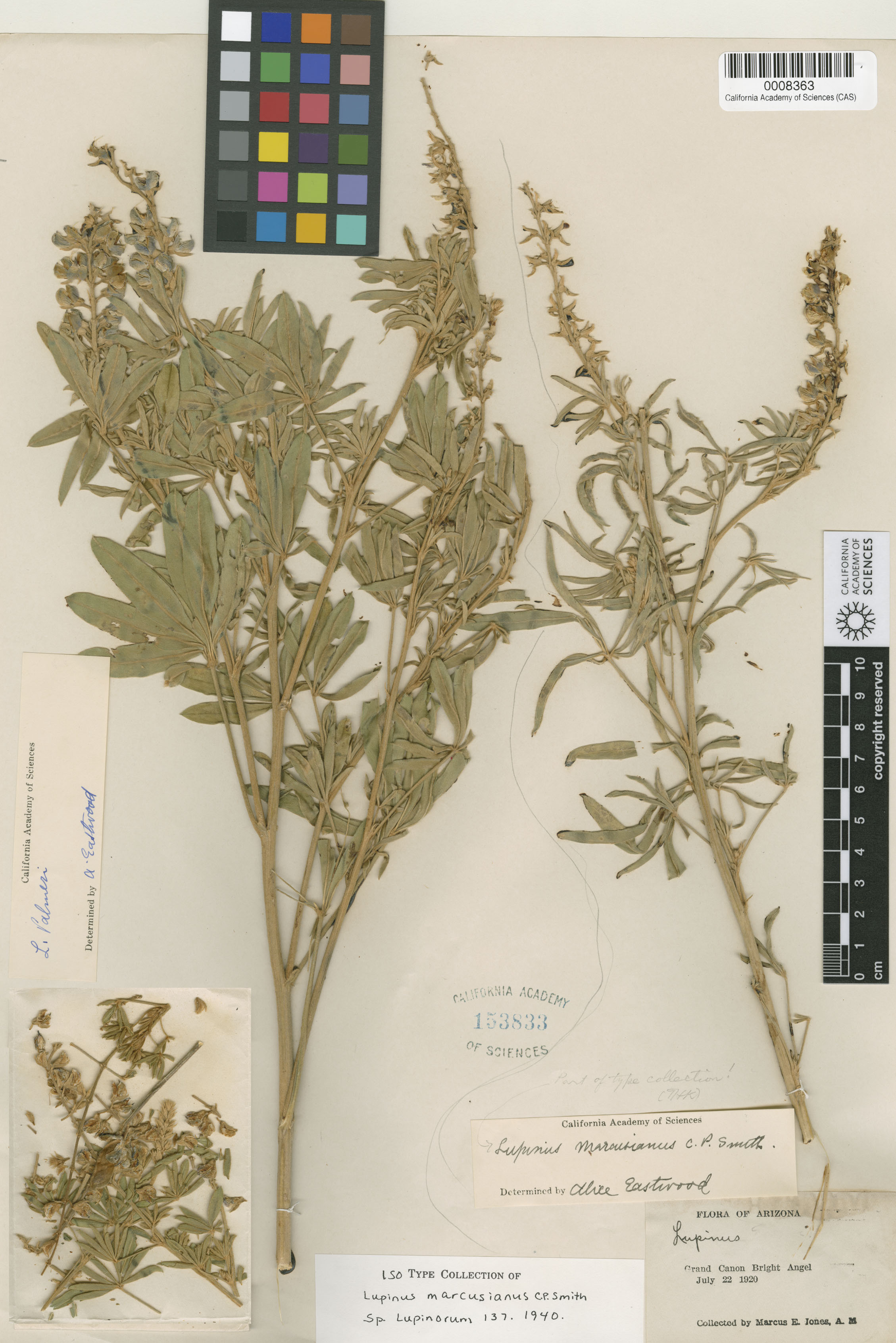 Lupinus marcusianus image