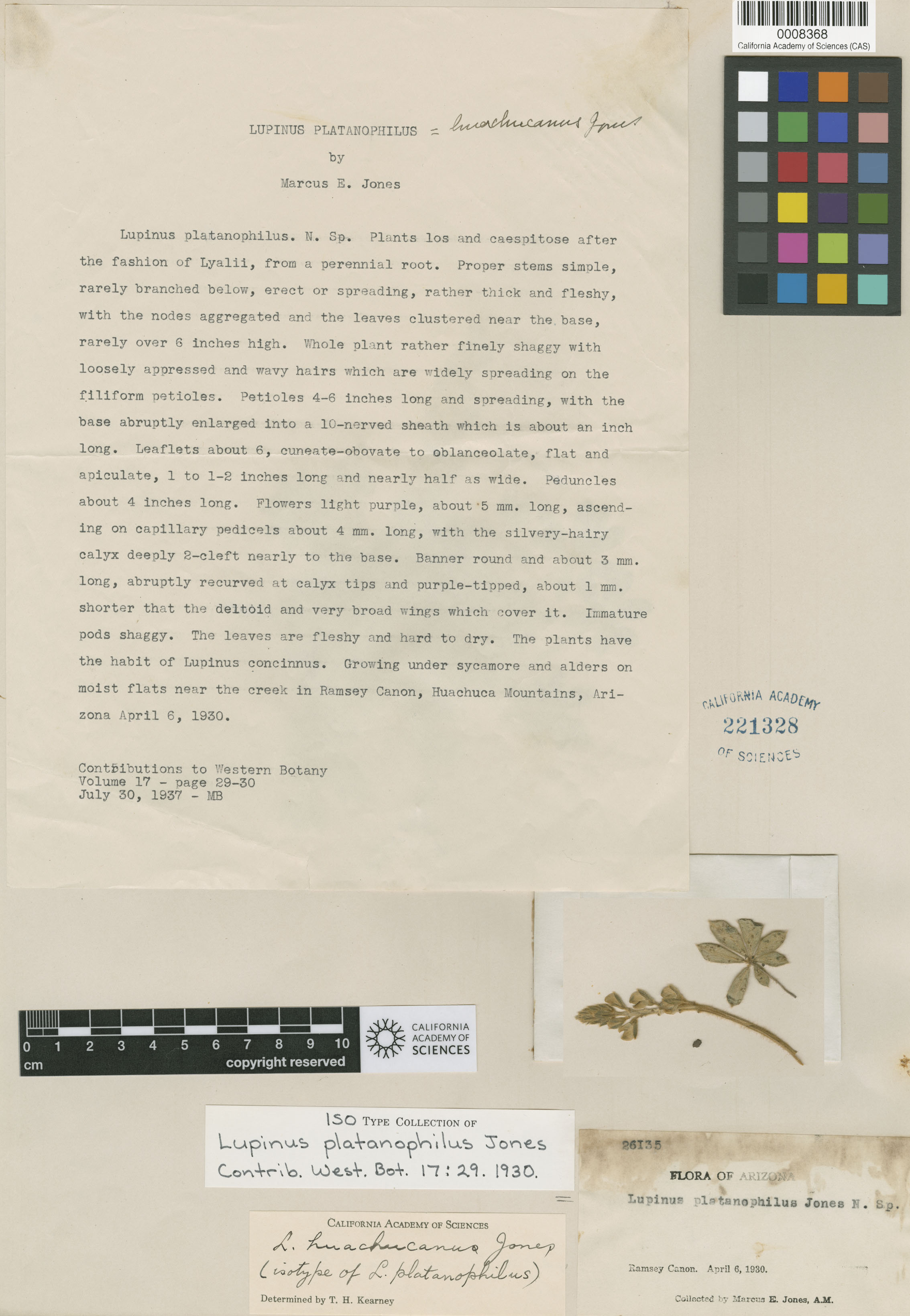 Lupinus huachucanus image