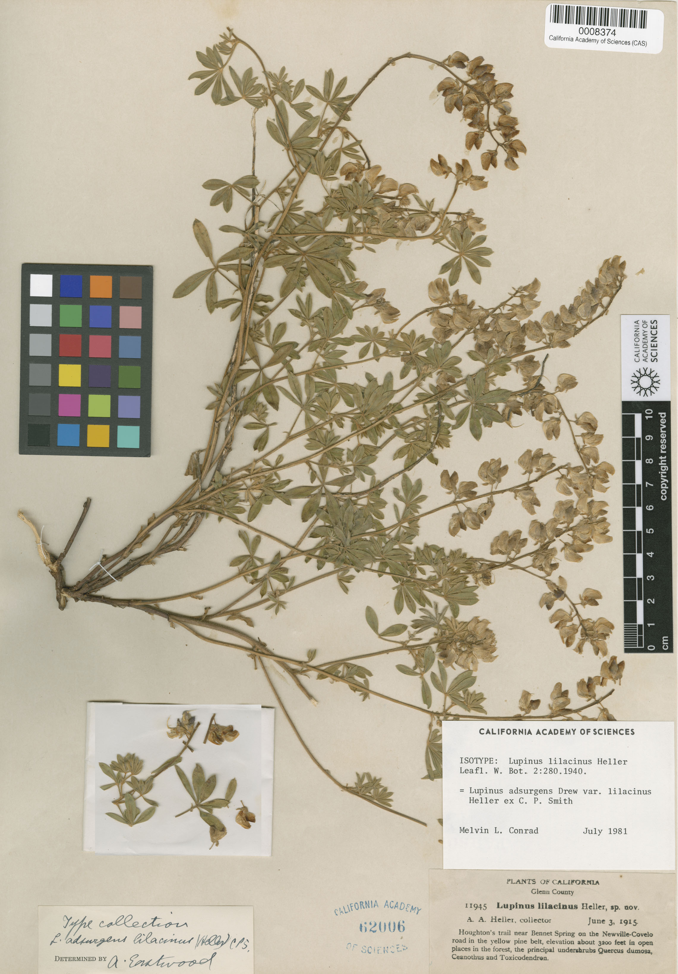 Lupinus lilacinus image