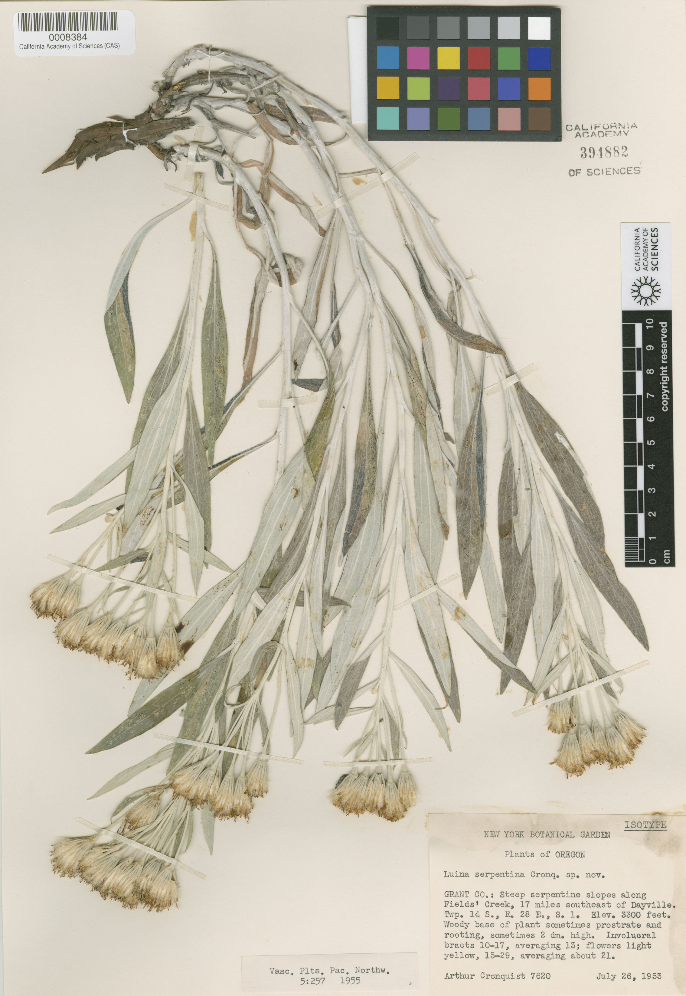 Luina serpentina image