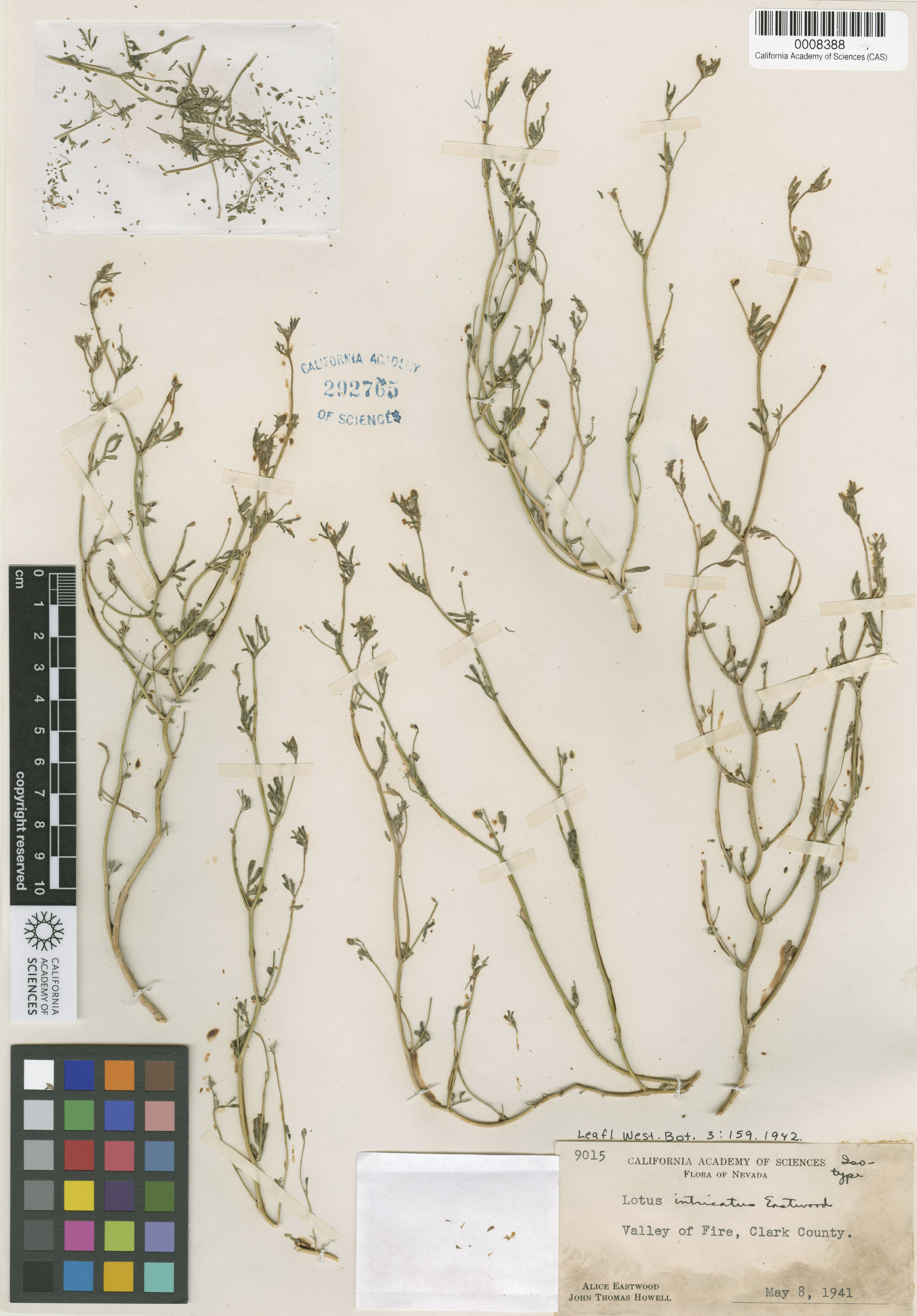 Acmispon intricatus image